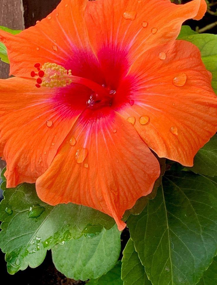 Hibiscus Hollywood r/flowers