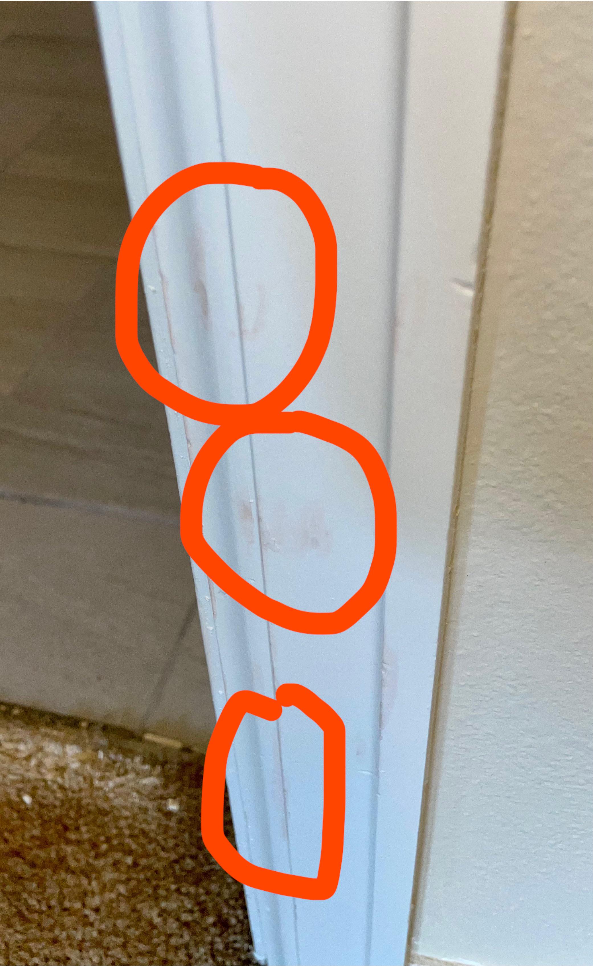 Is this pink mold r/MoldlyInteresting