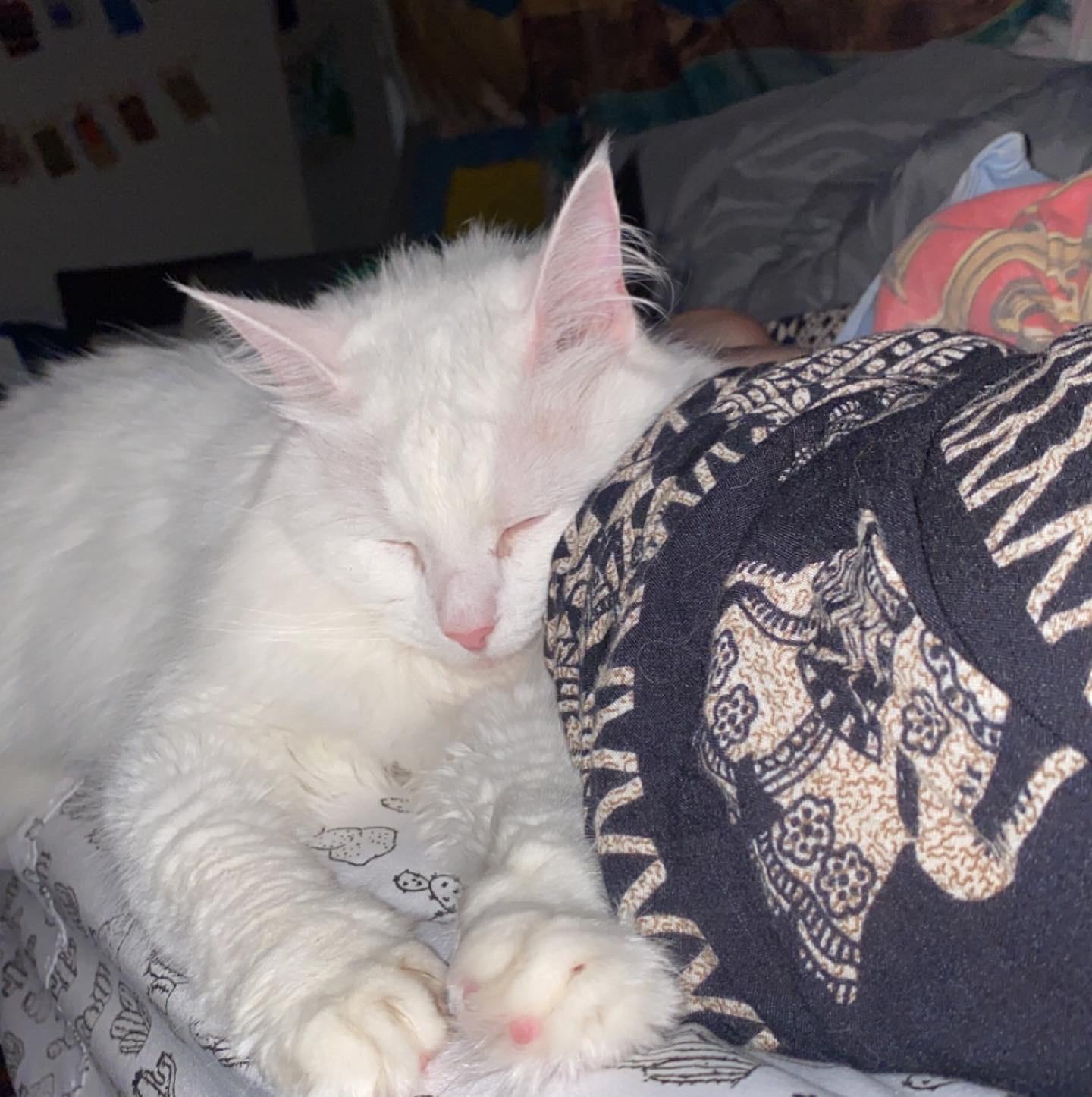 Medicating an anxious cat feels like it’s my fault r/cats