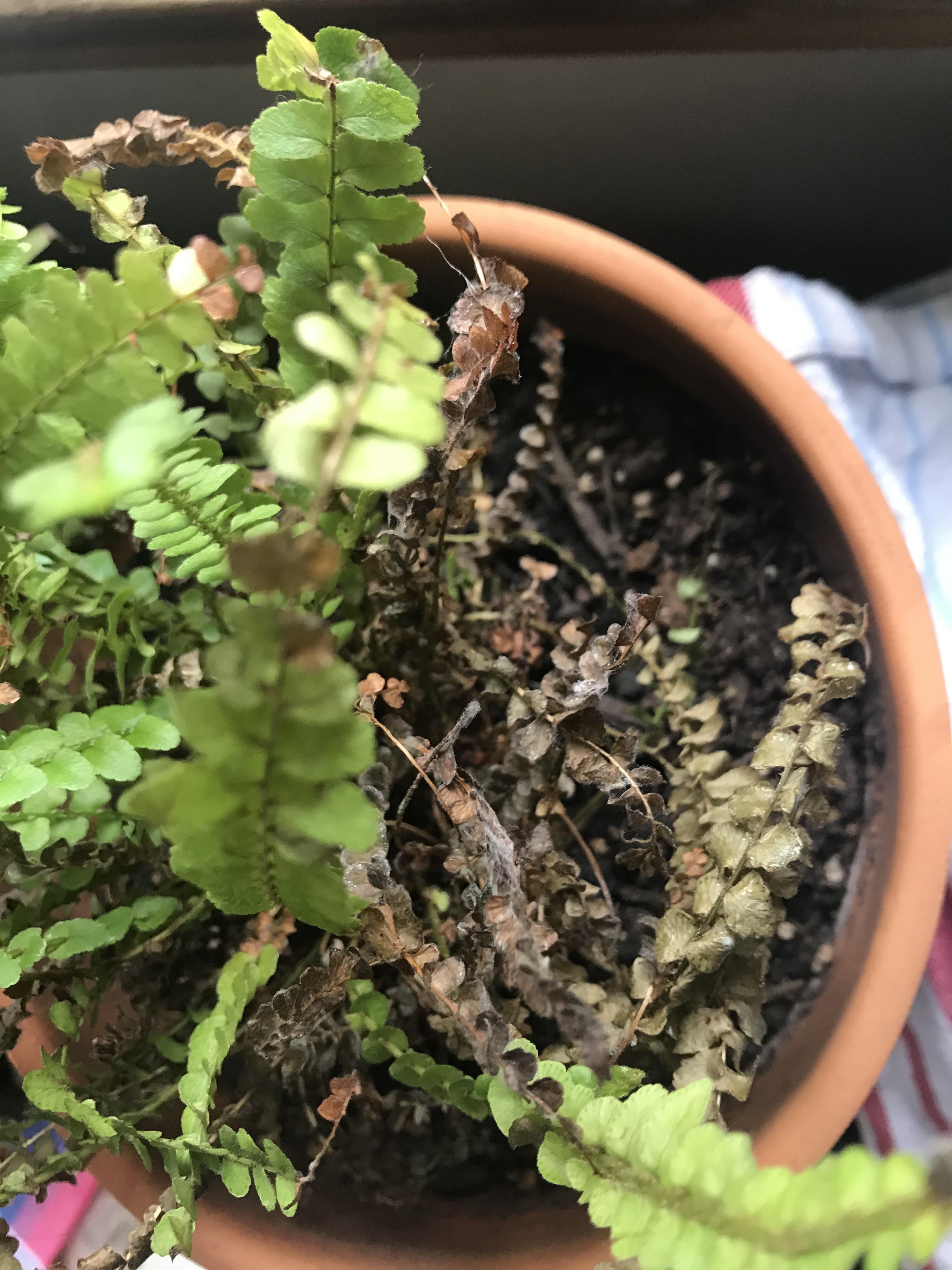 [UPDATE] I followed the advice of putting a container over my dry fern