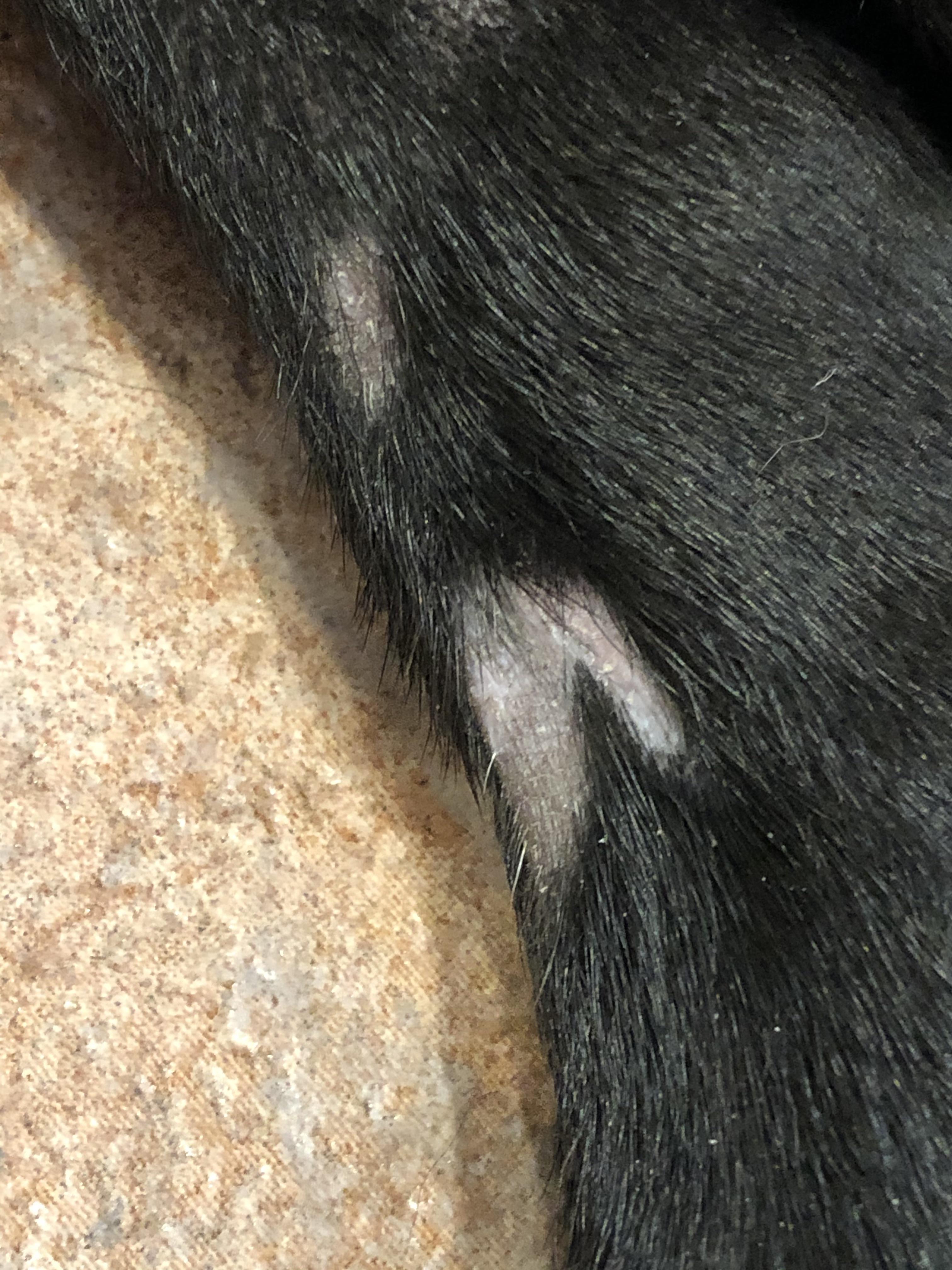 Bald spot on dog’s hind leg r/ANIMALHELP