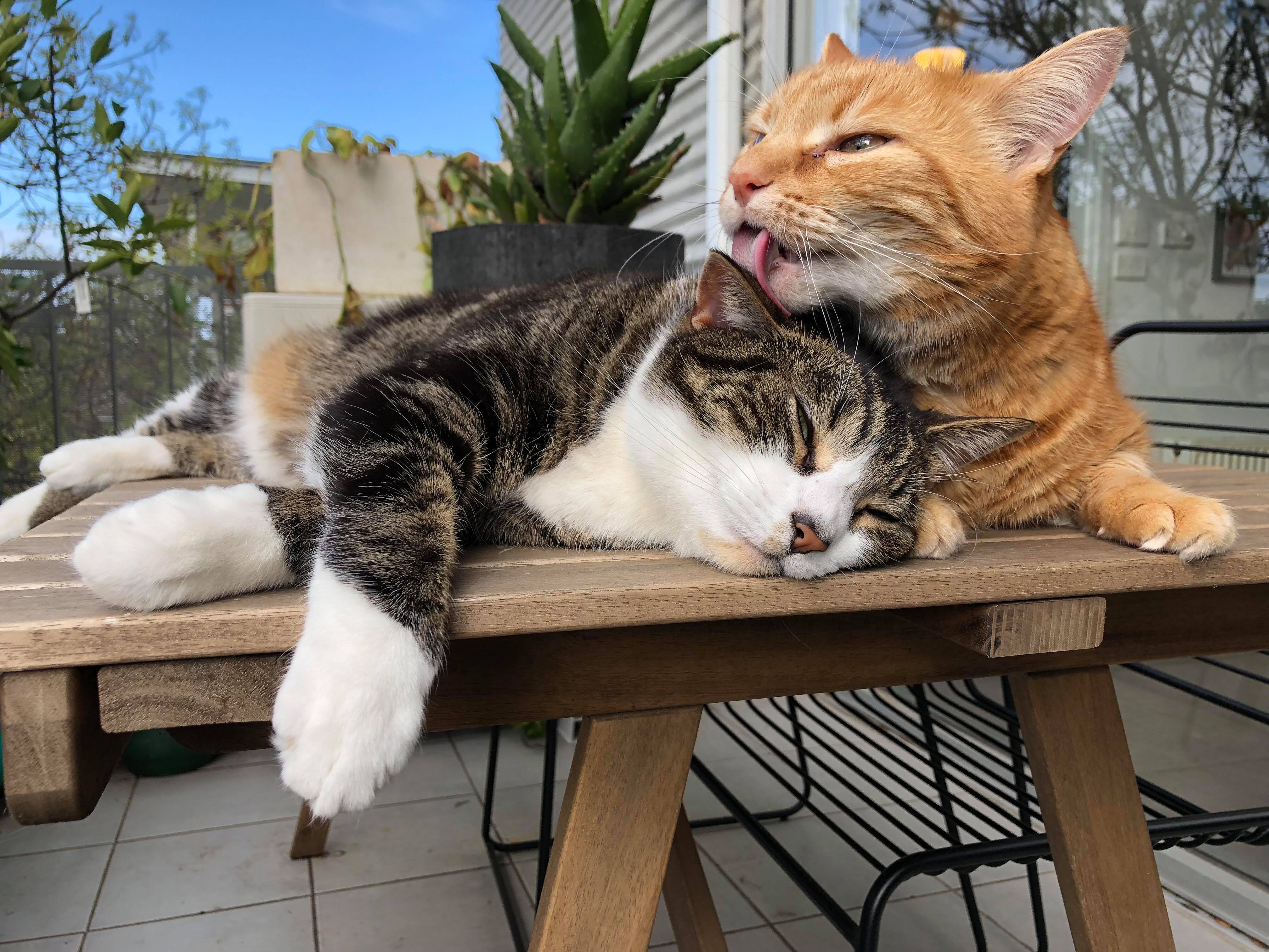 My girlfriend and I's two cats showing a rare moment of brotherly love