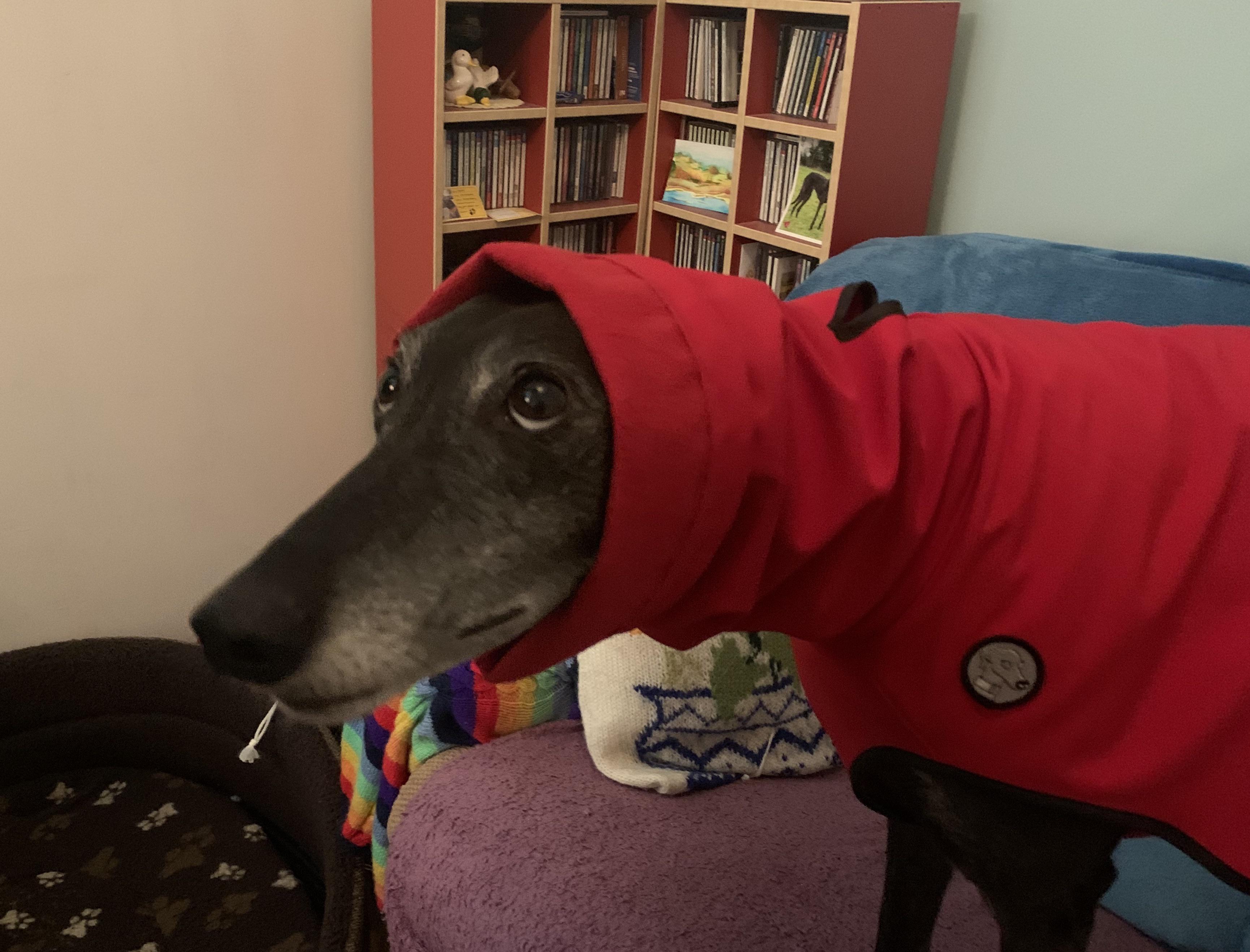 Noodle trying on a new coat... insists on standing on the sofa... doesn