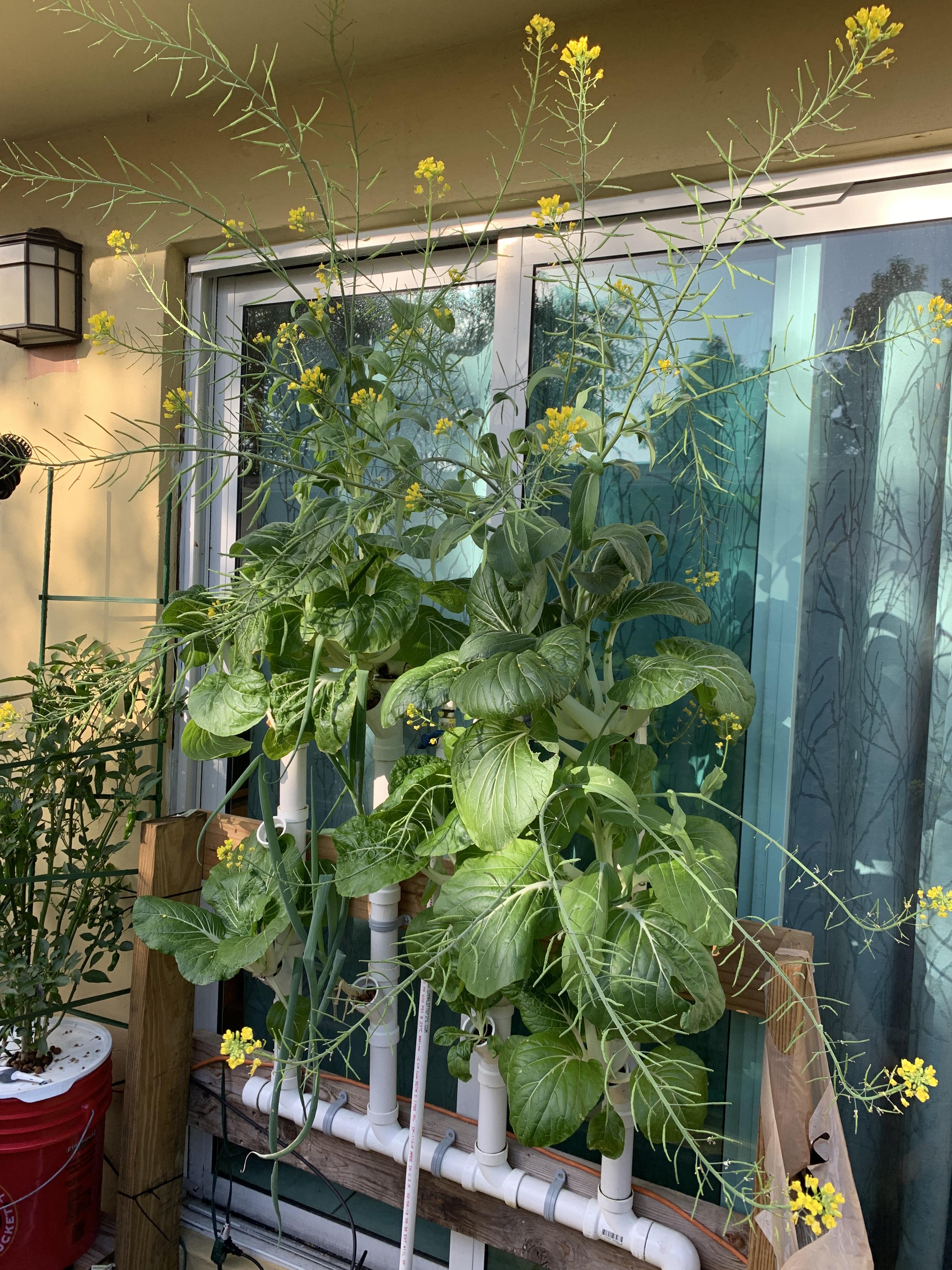 Nft Vs Kratky The Many Benefits Of The Nutrient Film