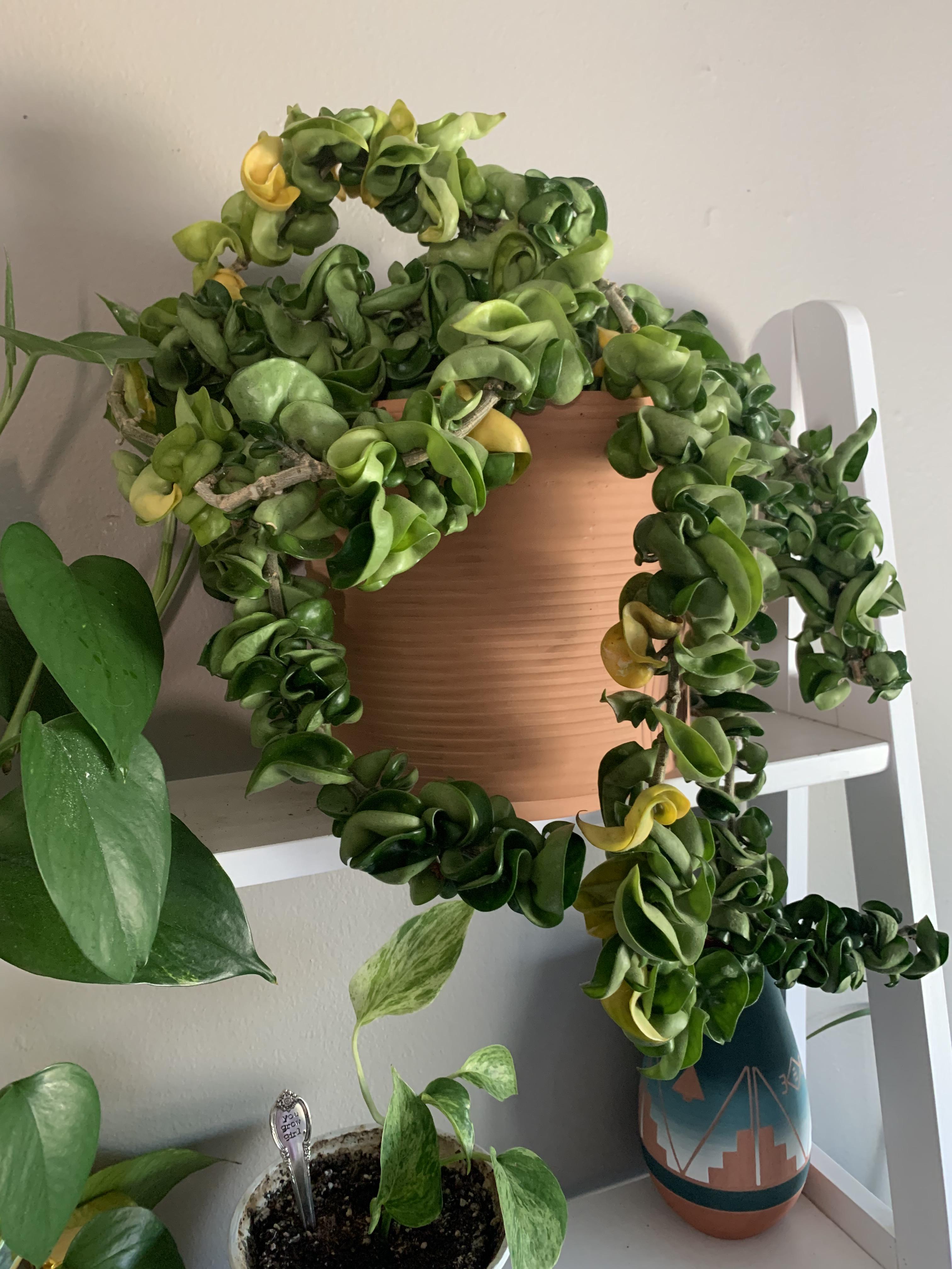 Yellow leaves on Hoya Carnosa Compacta r/plantclinic