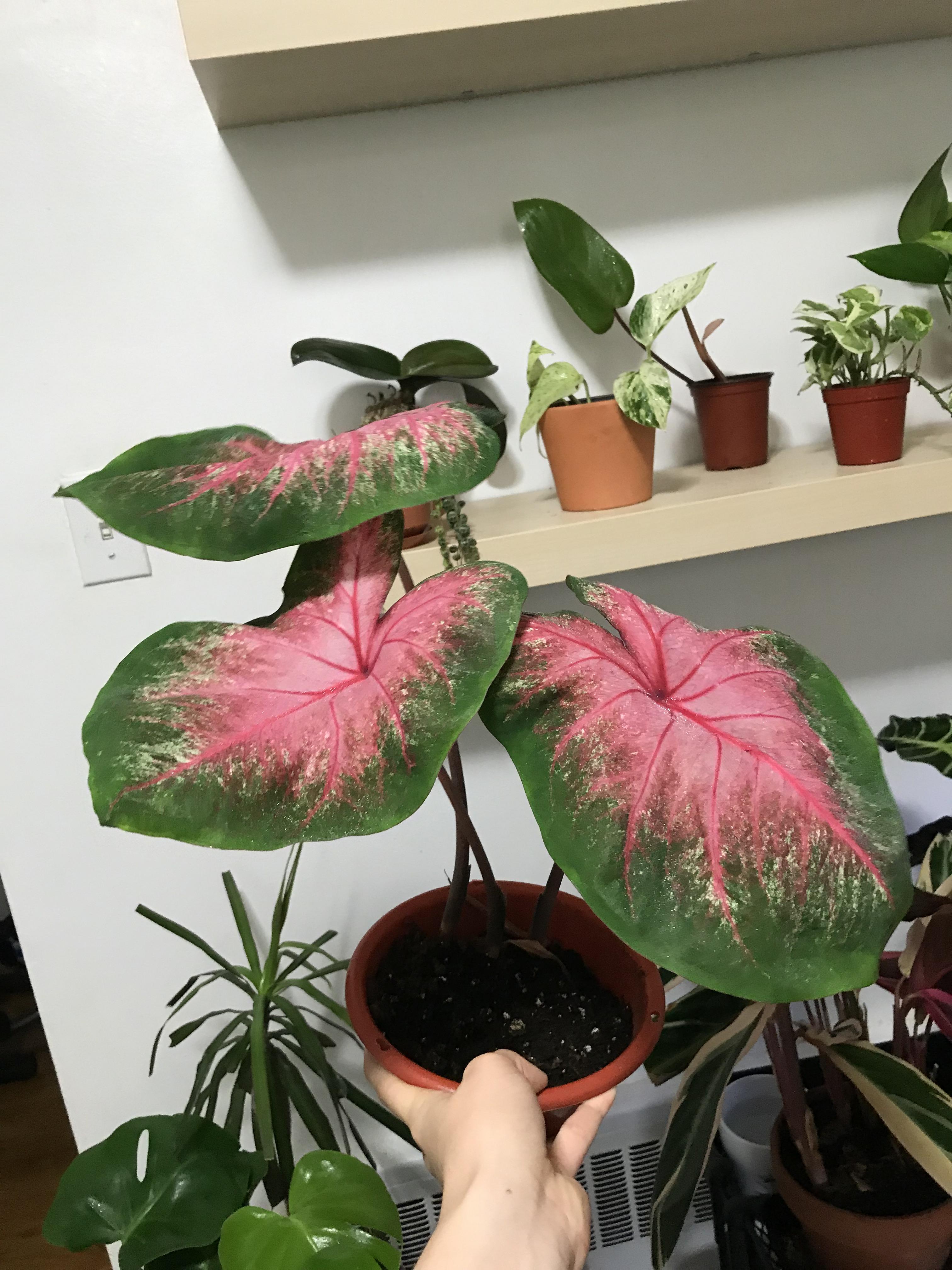 Caladiums.... what’s the deal as a houseplant? How long are they