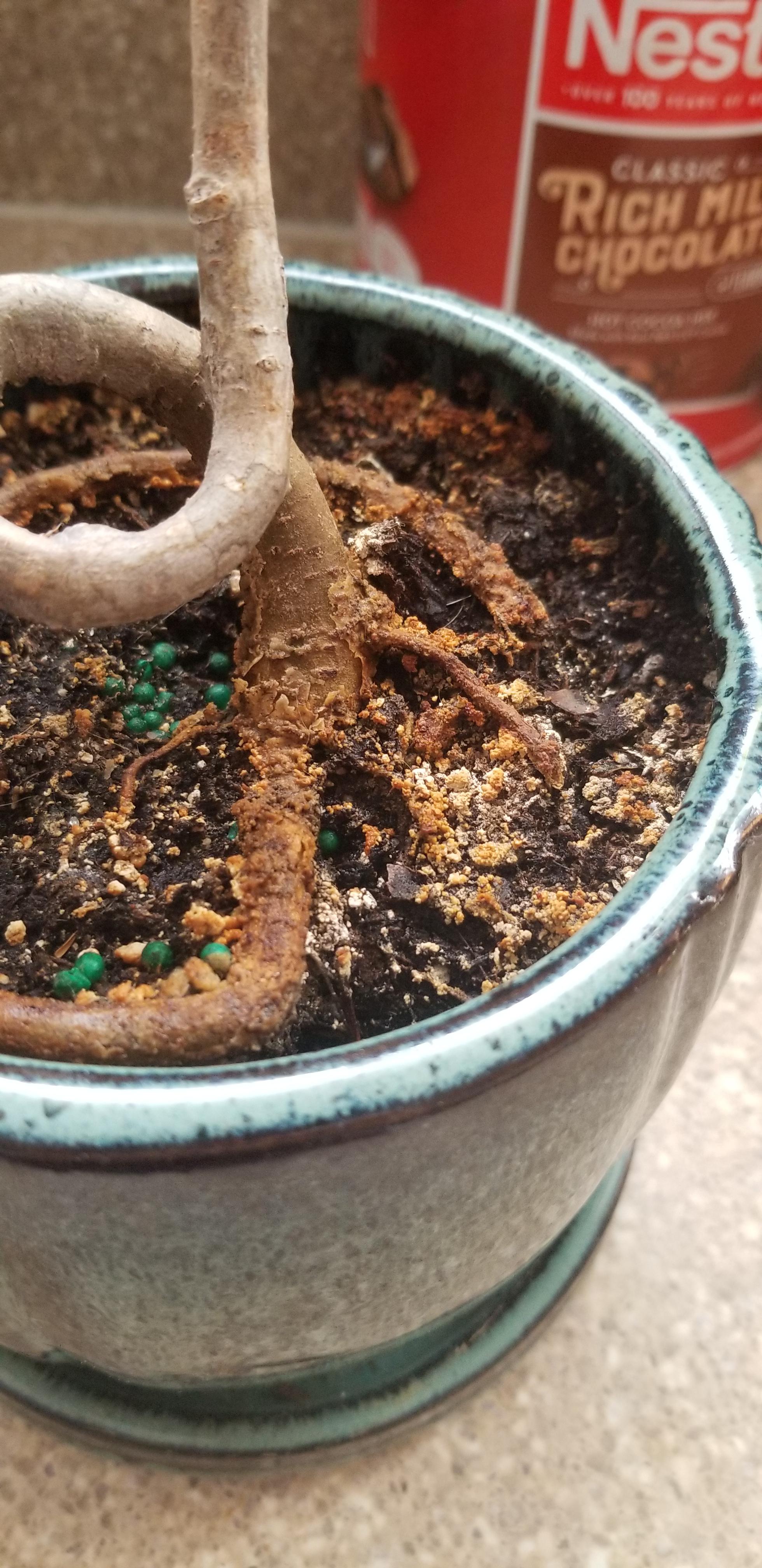 Ficus bonsai tree is dying. It has these crusty spots all over the soil