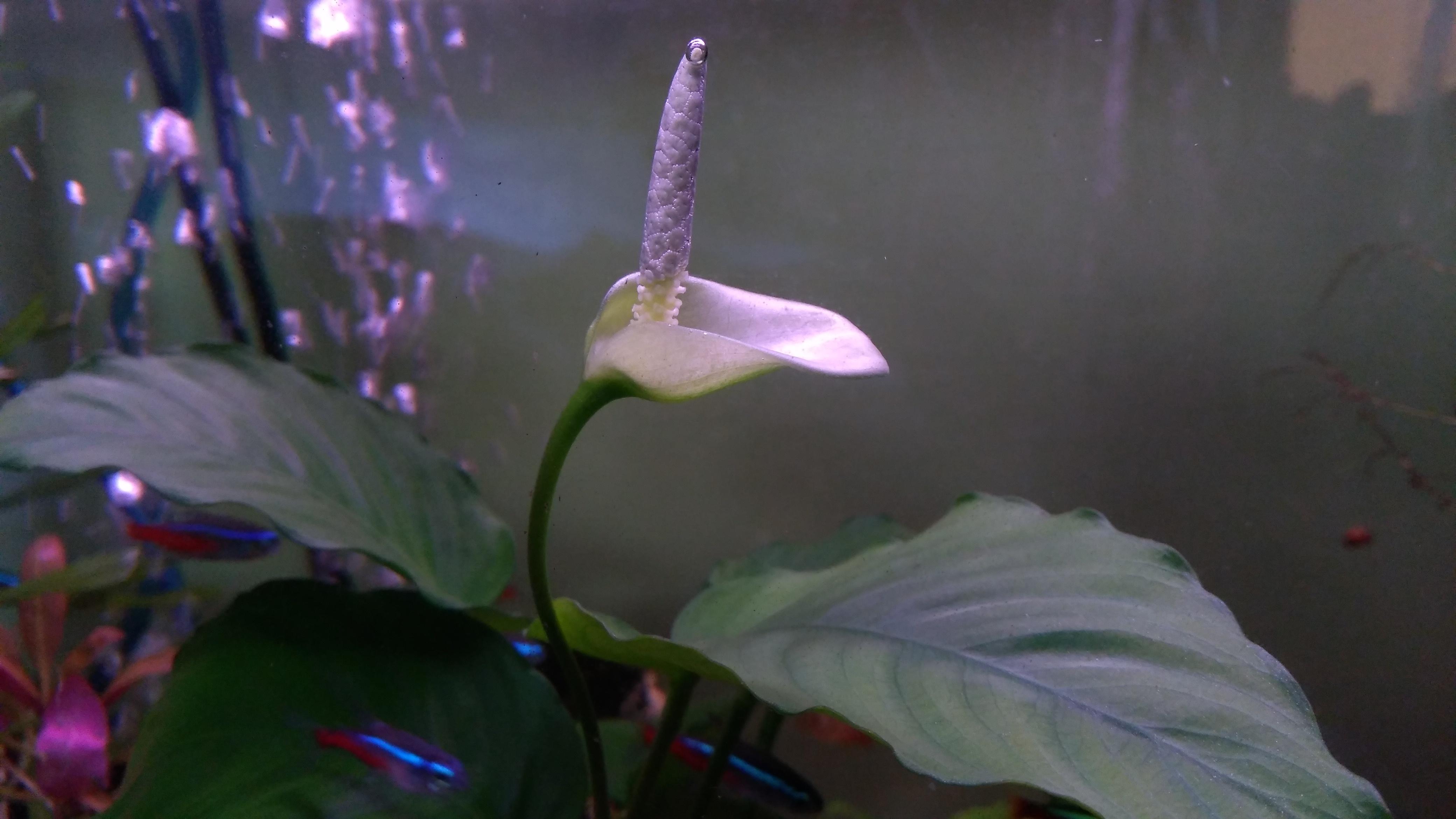 665 best Anubias images on Pholder Planted Tank, Aquariums and Bettafish