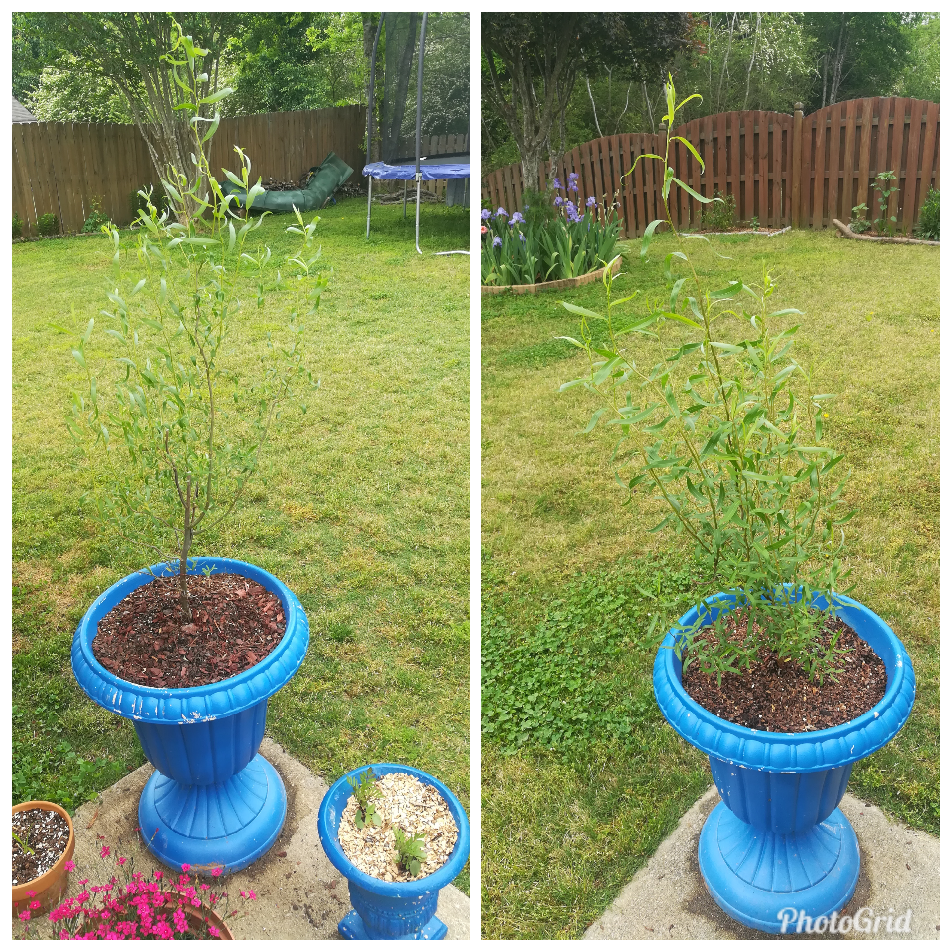 Free planters and some free Corkscrew Willow cuttings to spruce up the