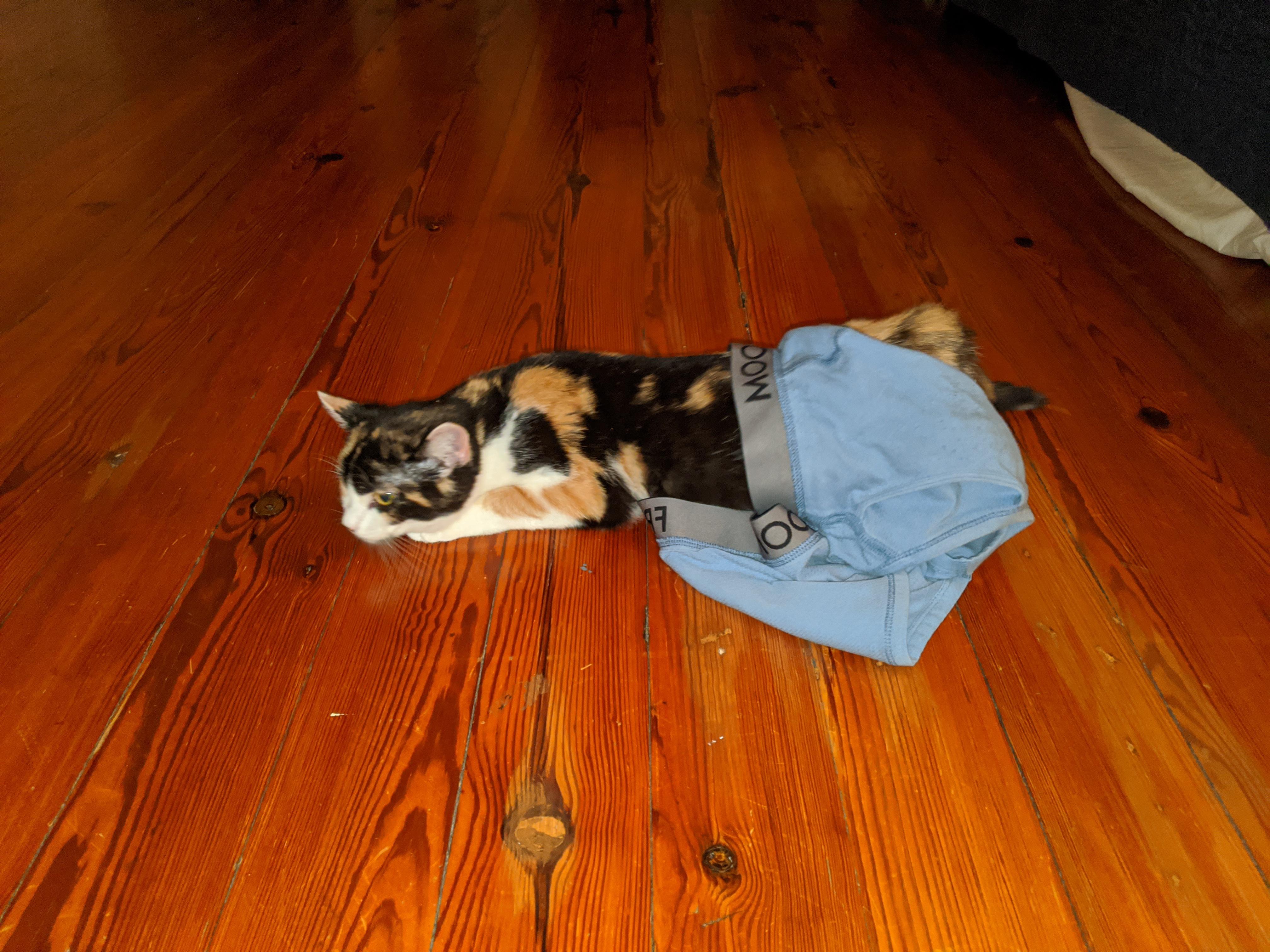 My weird kitten, in heat for the first time, rolling in my underwear 😬