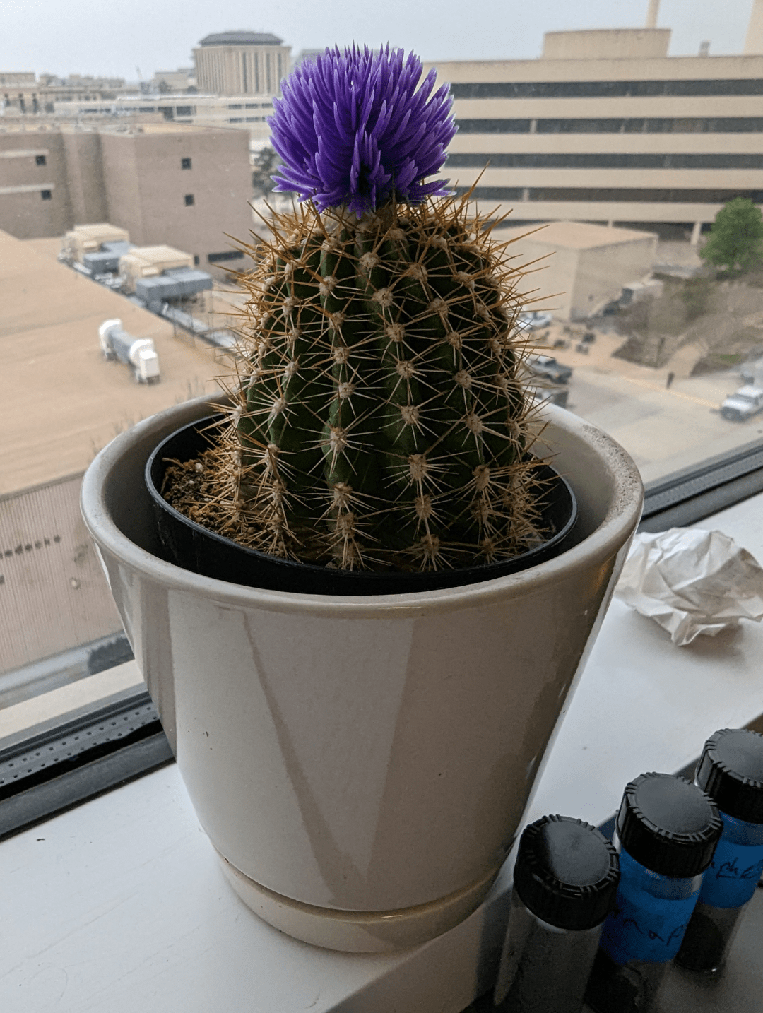 My cactus is sad, and so am I. He's shrivelling. I water once a month