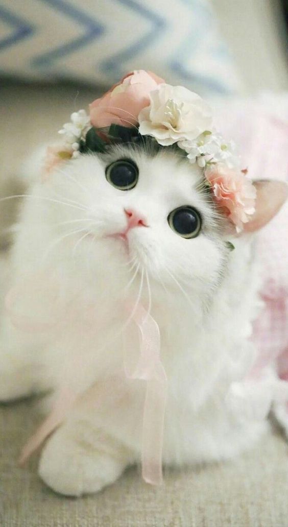 I found this cute pic of a cat(=^ェ^=) {EYE BLEACH} WastedGachaTalent