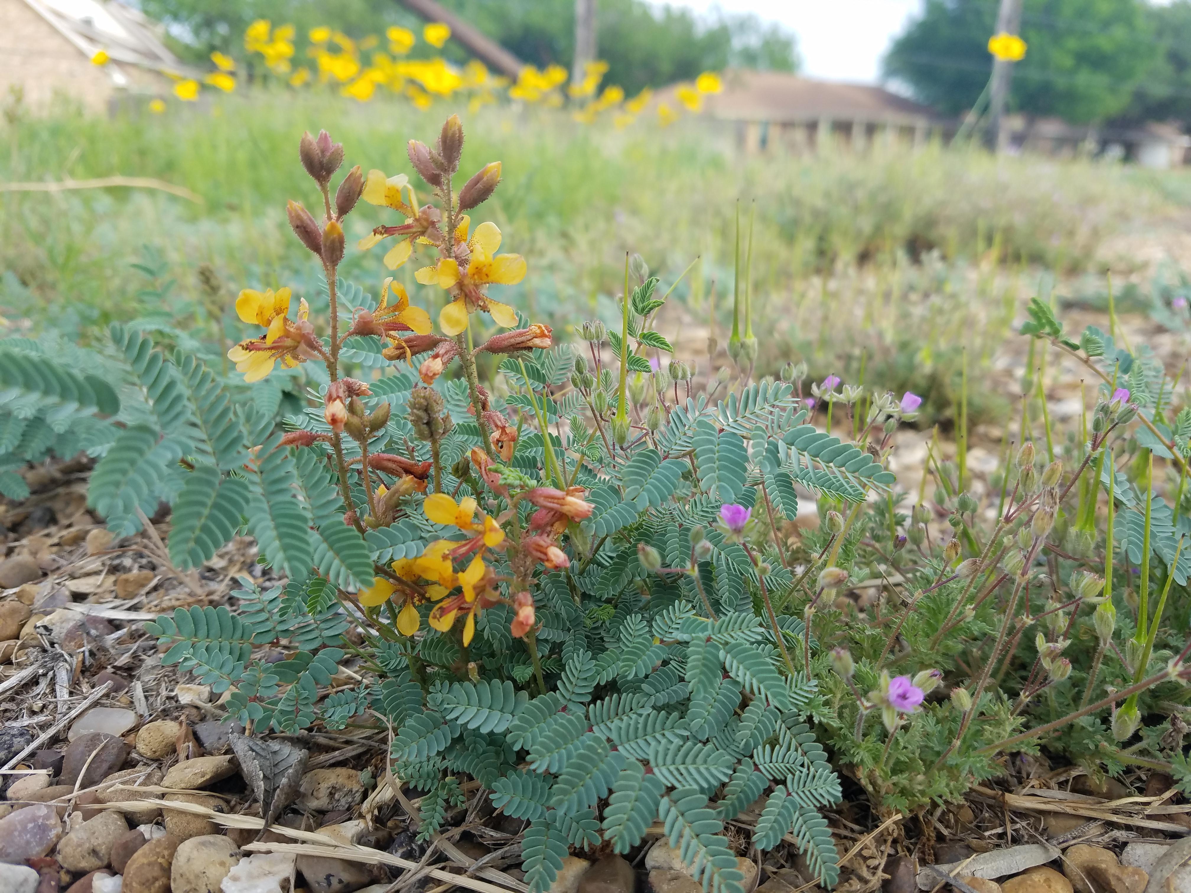Need help identifying this Texas wildflower (the yellow one). This is