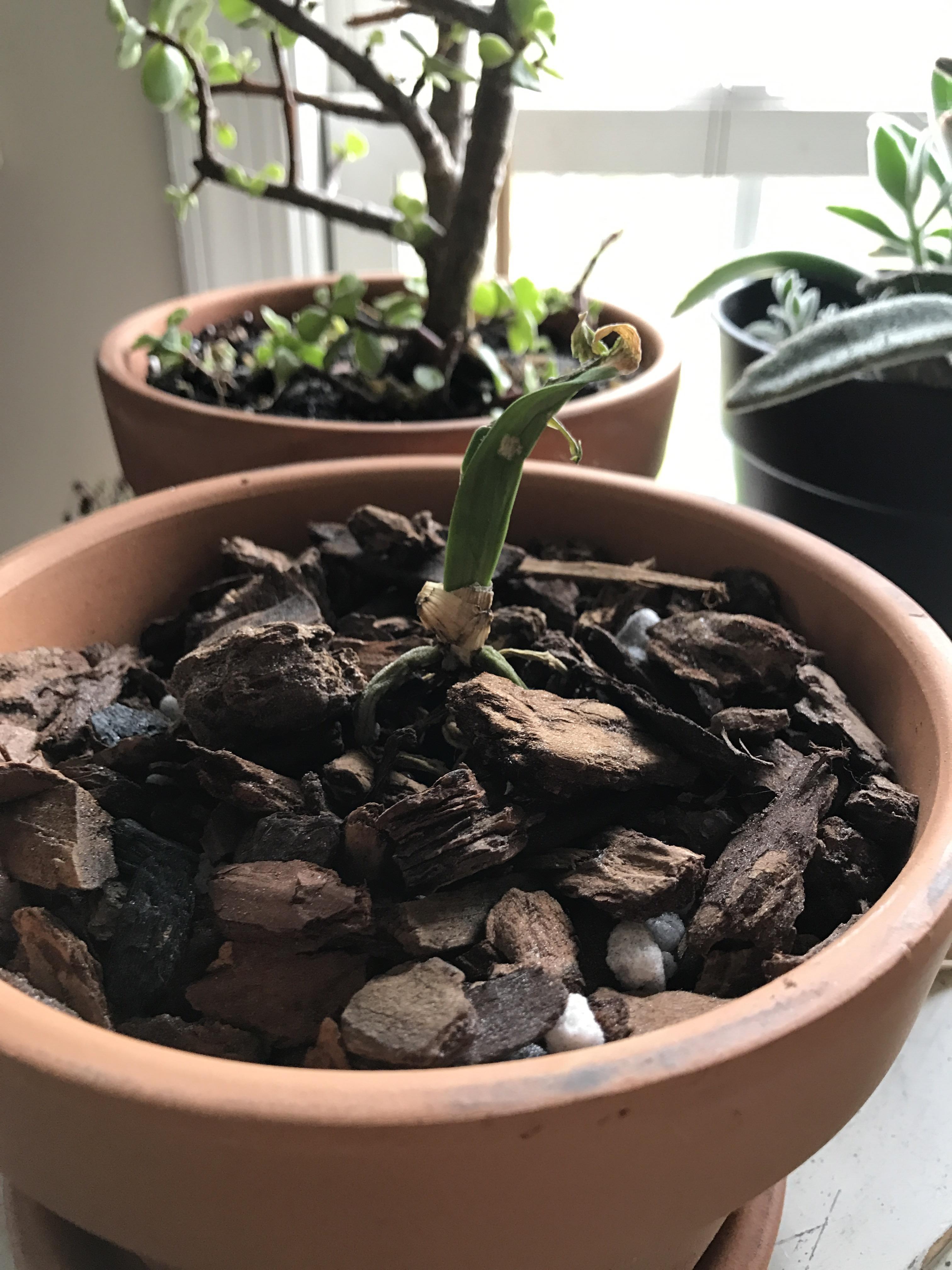 Really trying to bring this orchid I was given back to life. Is it too