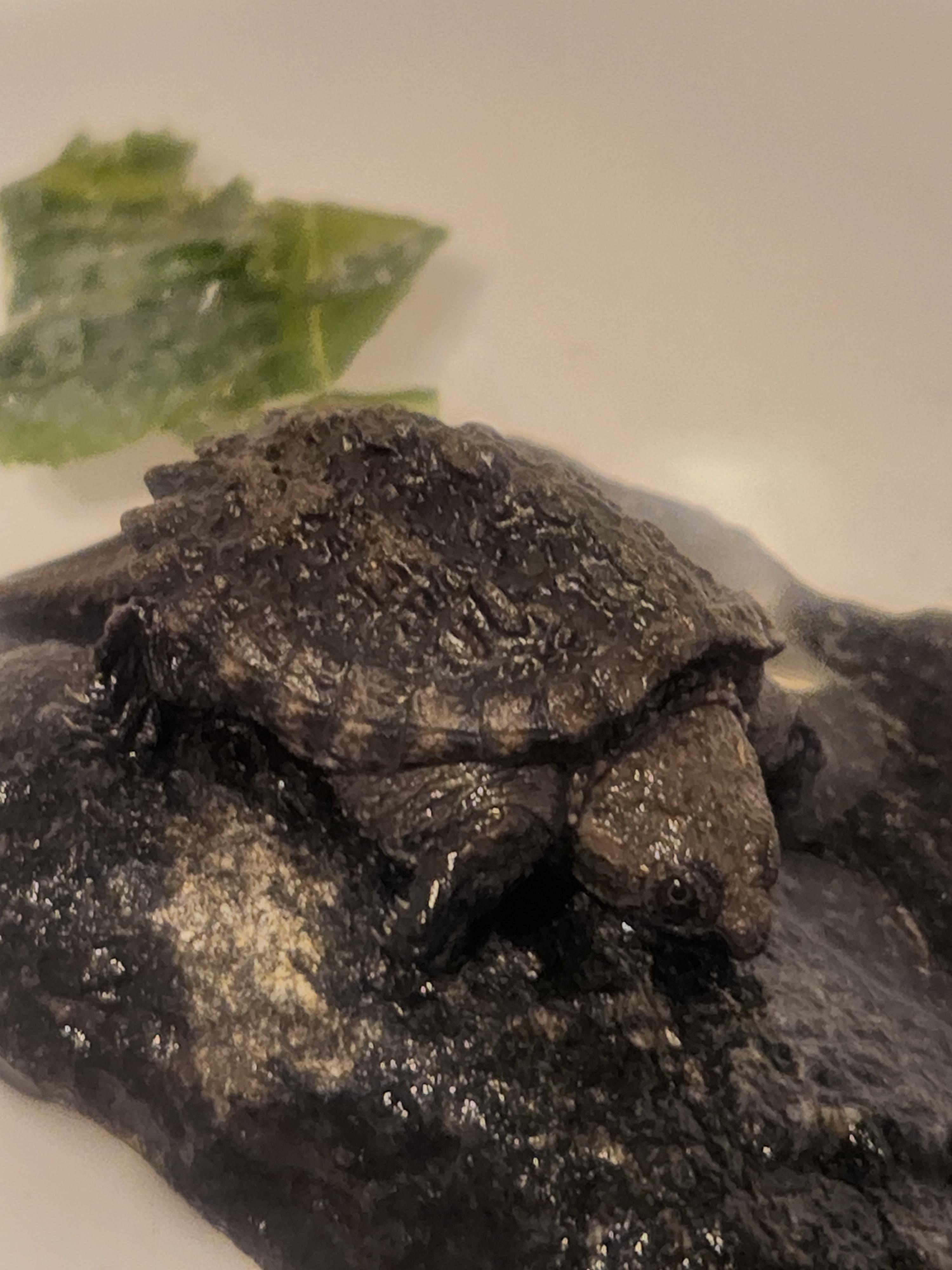 Baby Snapping Turtle Won't Eat Any Tips? r/reptiles