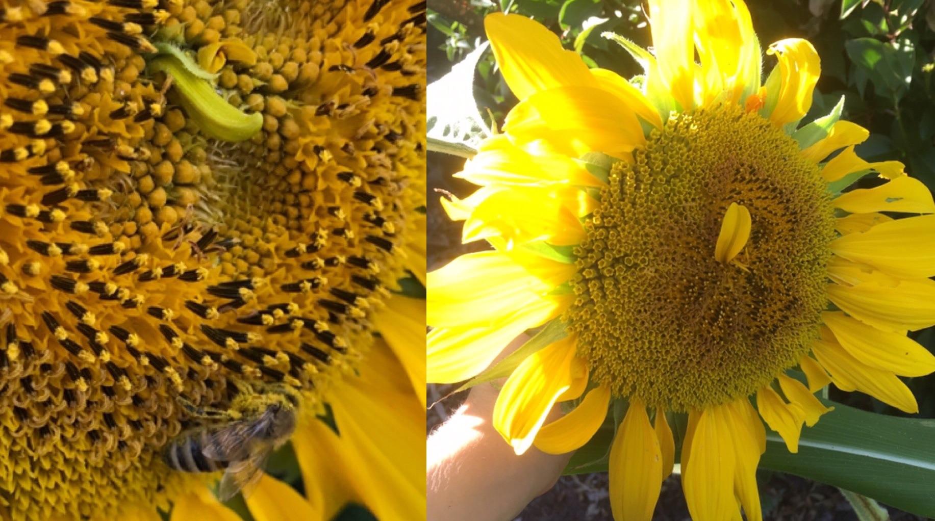 my sunflower had a weird green tendril growing out the middle that
