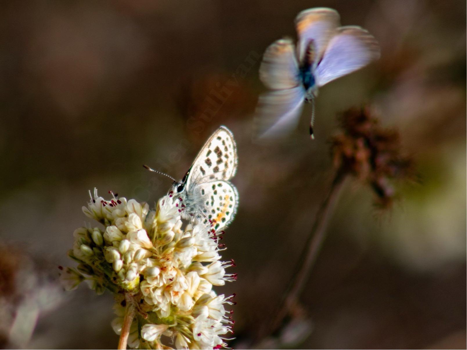 El Segundo Blue Butterfly (female left, male right) r/wildlifephotography
