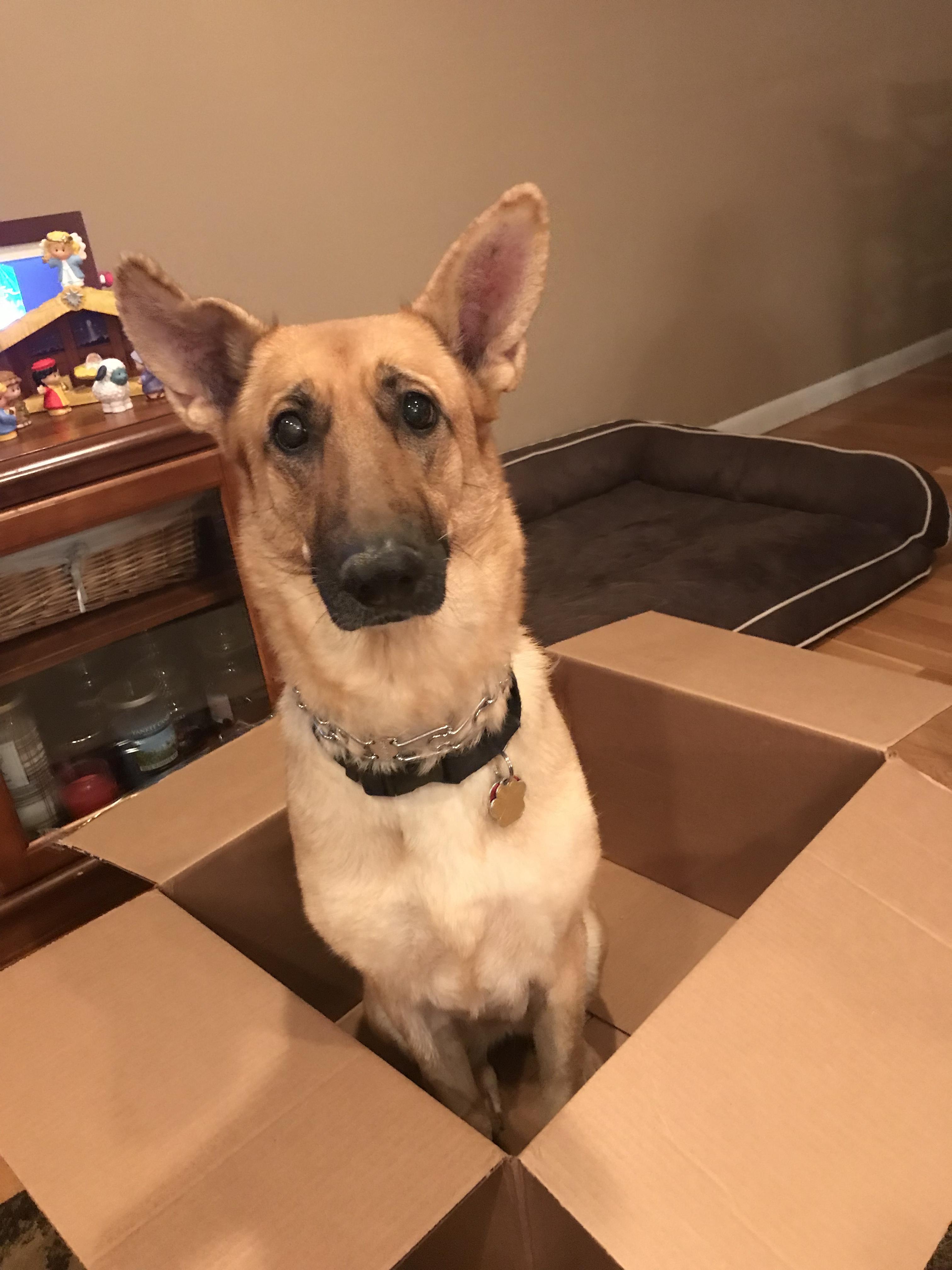 Upvote for my dog sitting in a box ) r/FreeKarma4You