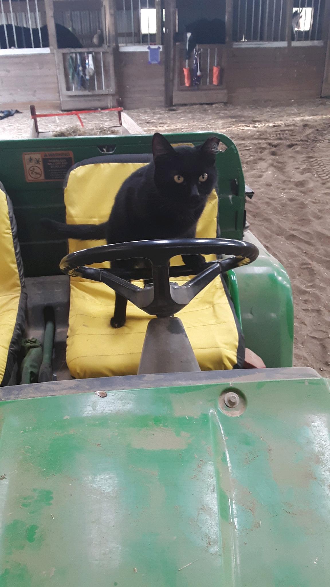 Barn cat on a tractor r/aww