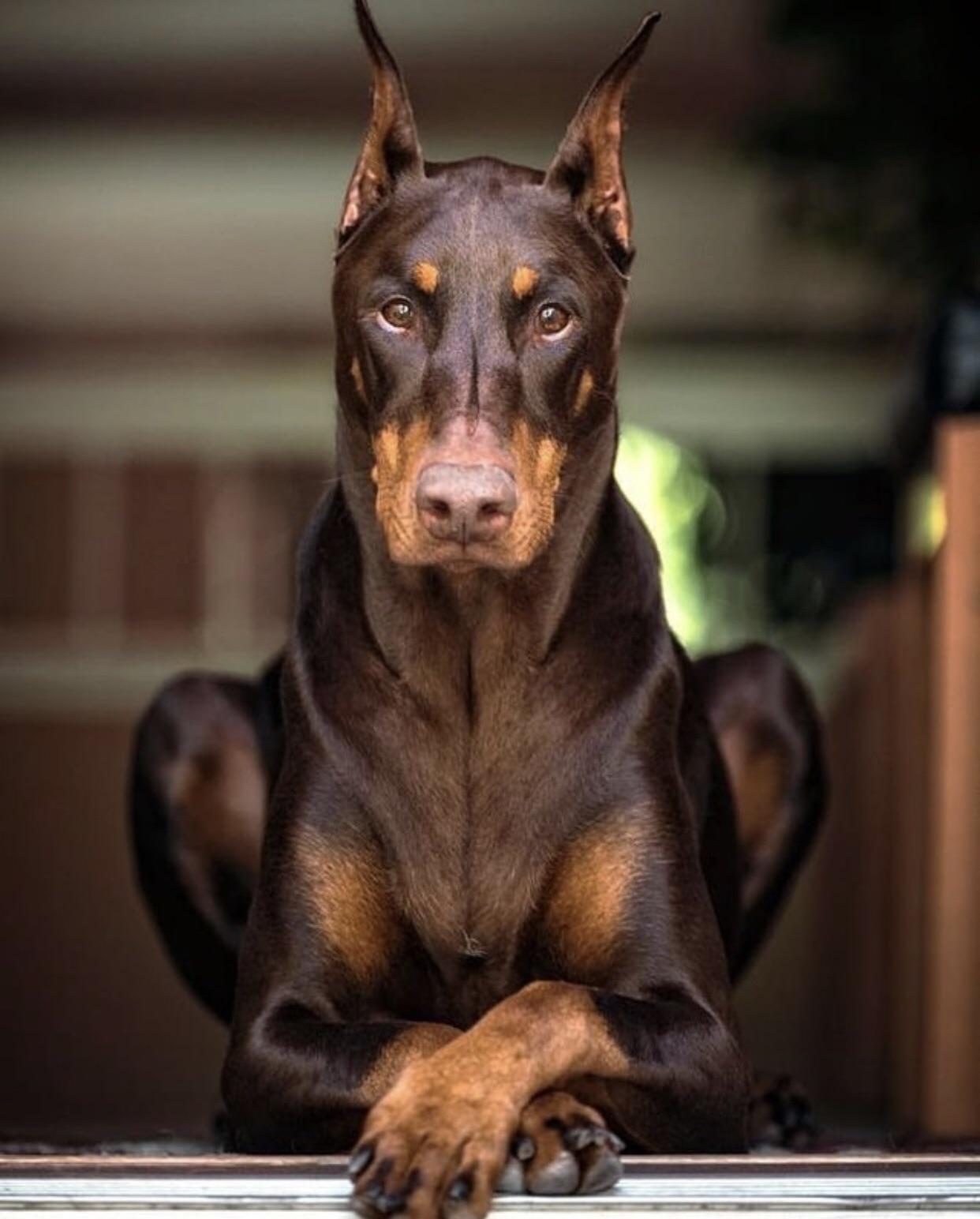 Blue And Tan Doberman Pinscher