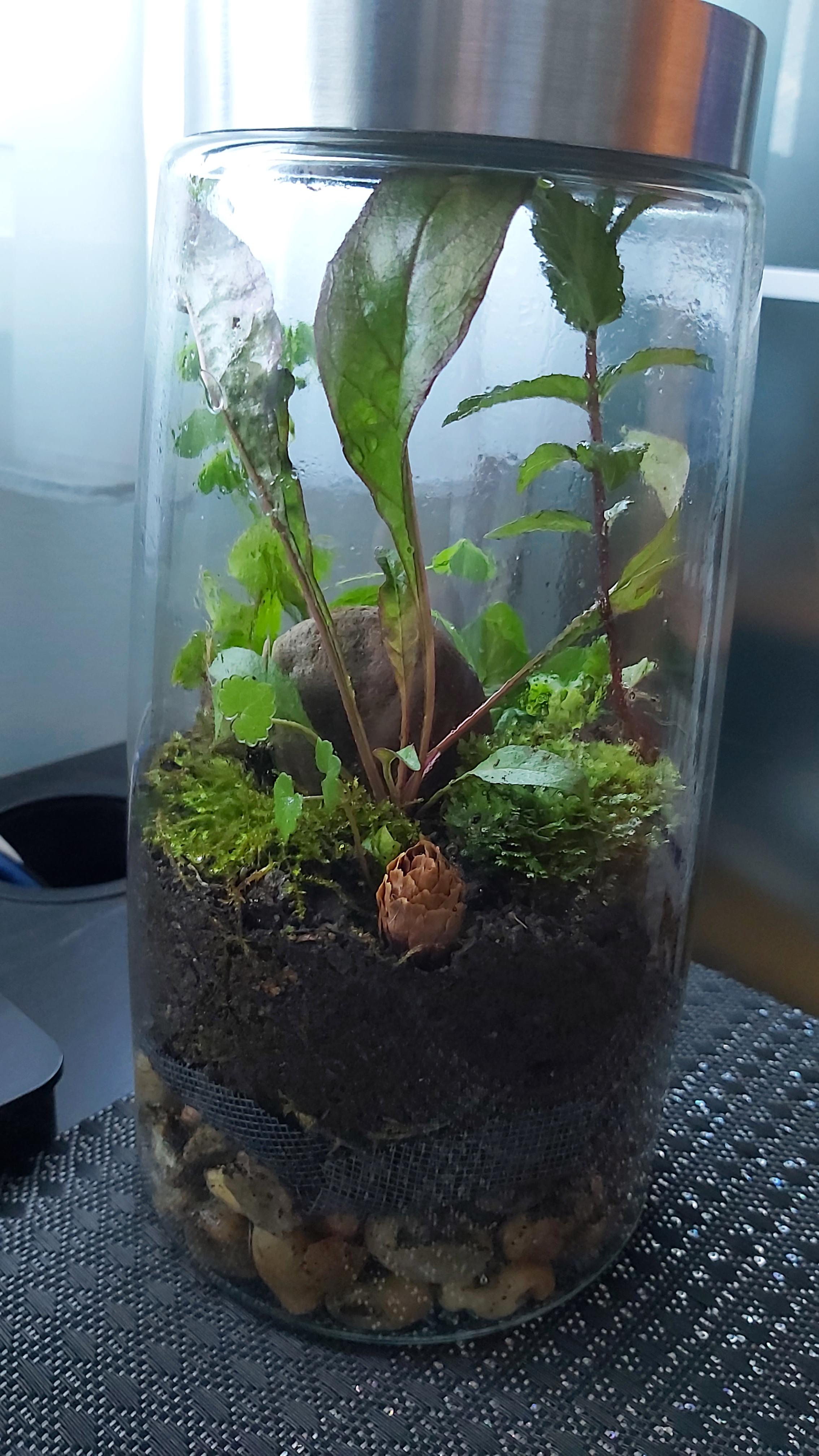 My second native terrarium r/terrariums