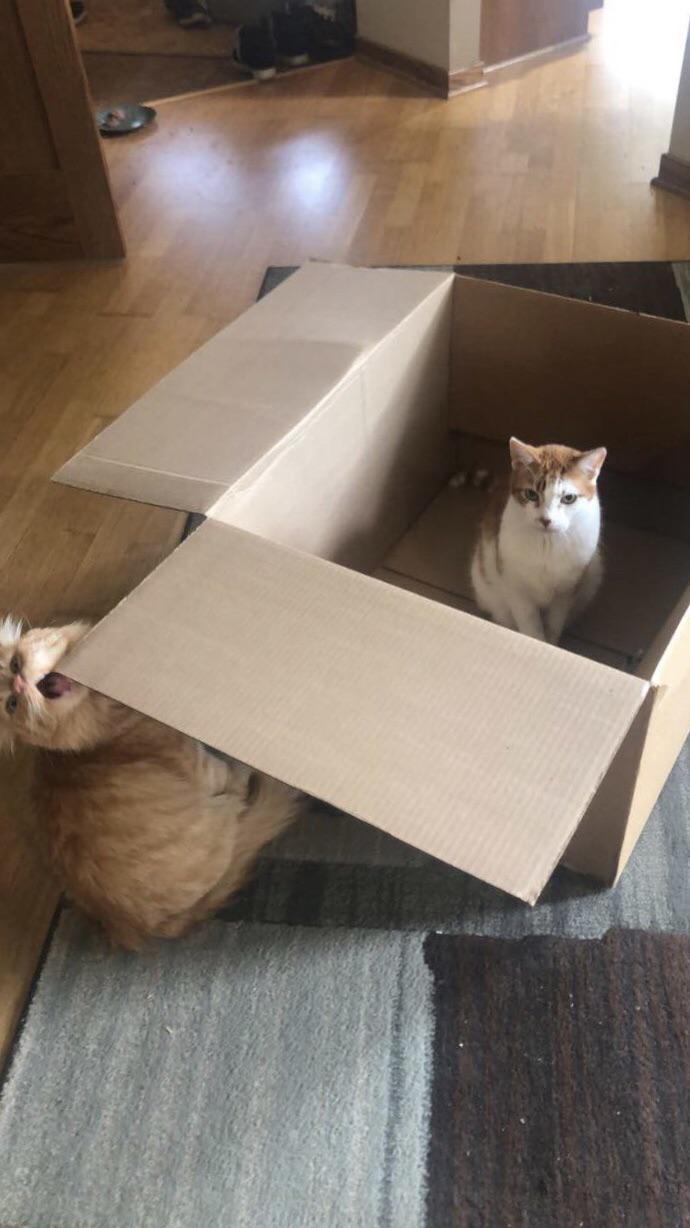 Most cats like to play in boxes. Lucky? Lucky just eats them. r