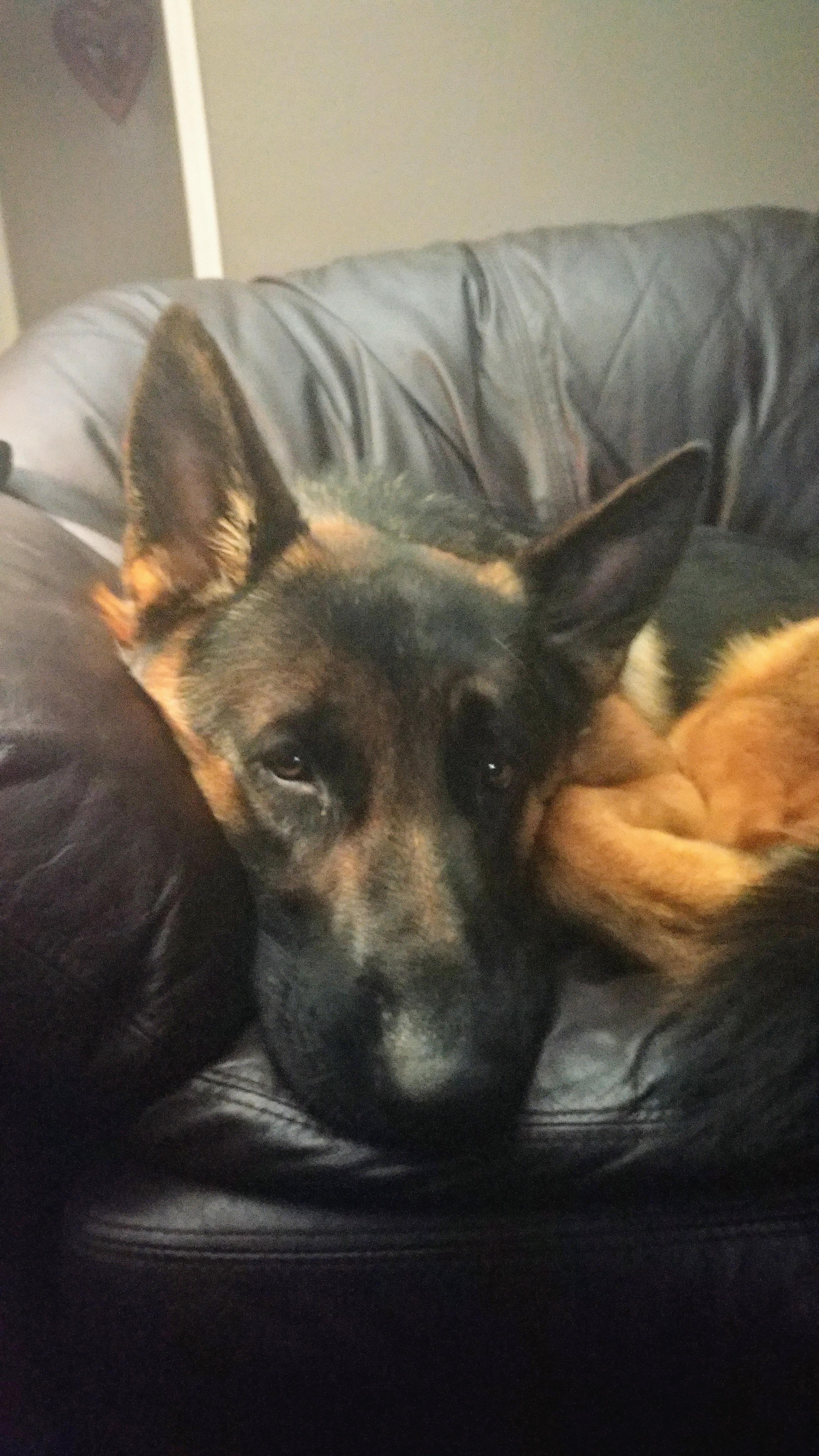 Sorry i steal your seat hooman r/doggos