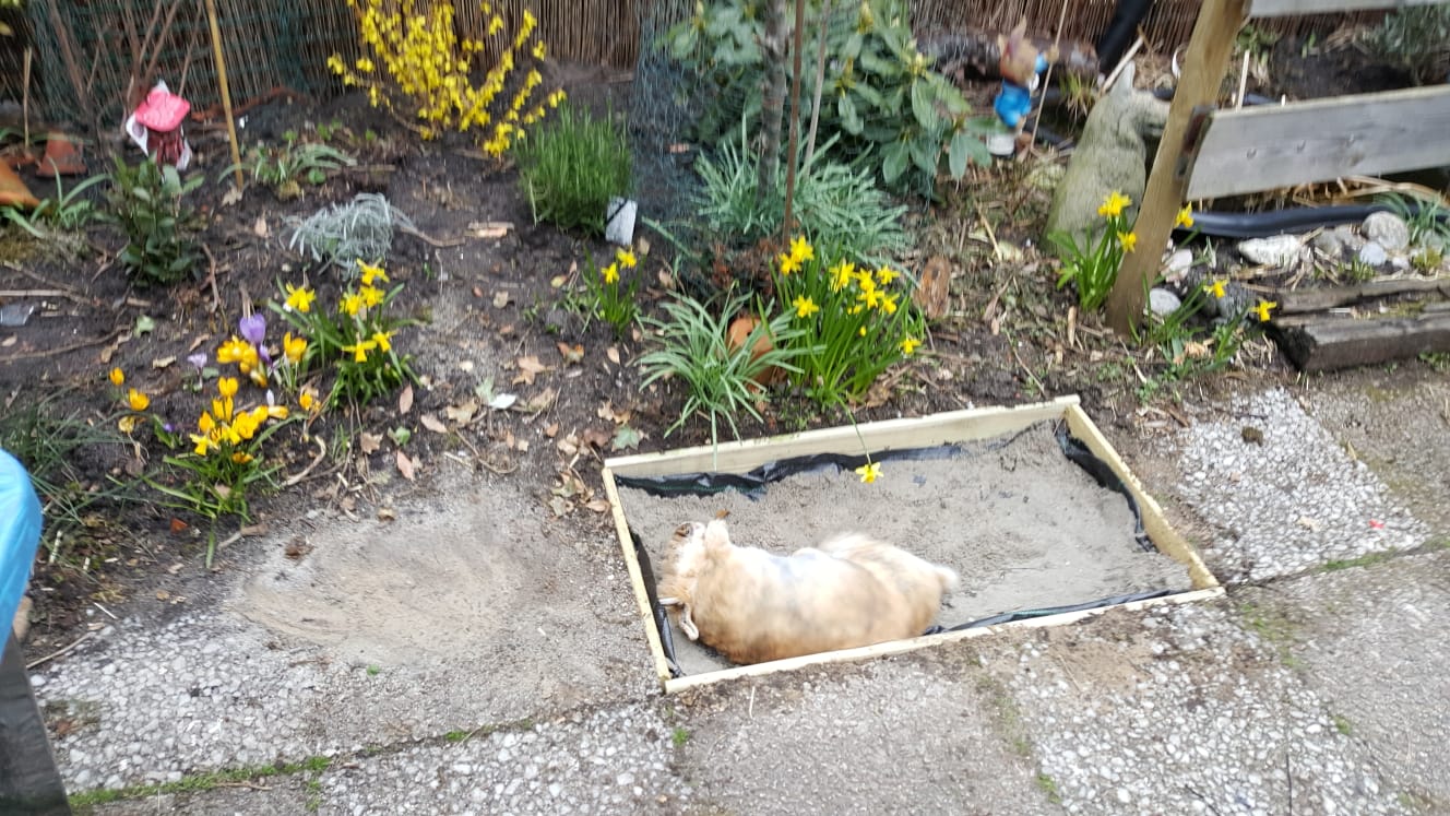 My bun in his new sand pit r/Rabbits