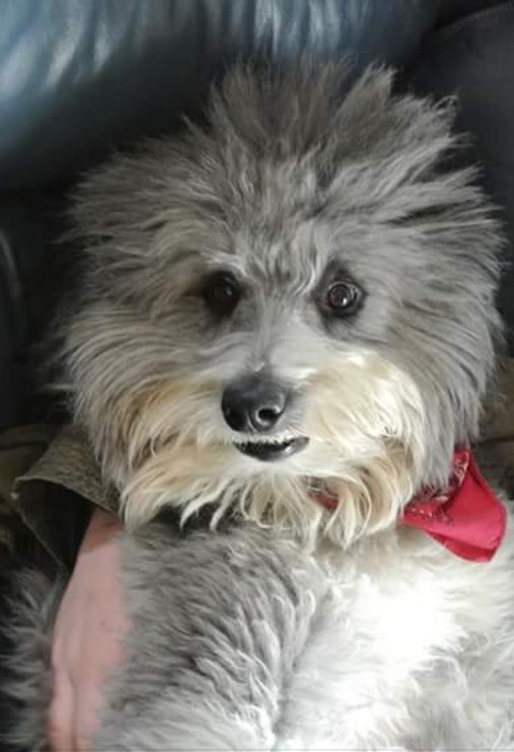 What's wrong with my dog, hair edition. r/WhatsWrongWithYourDog