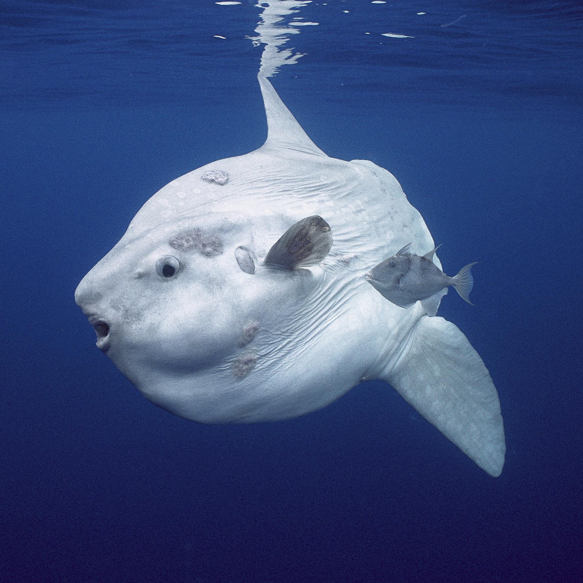 Ocean sunfish r/marinebiology
