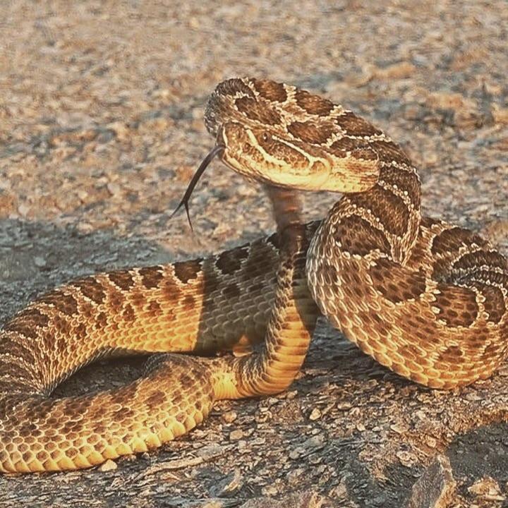 Prairie Rattlesnake. Western Oklahoma r/herpetology