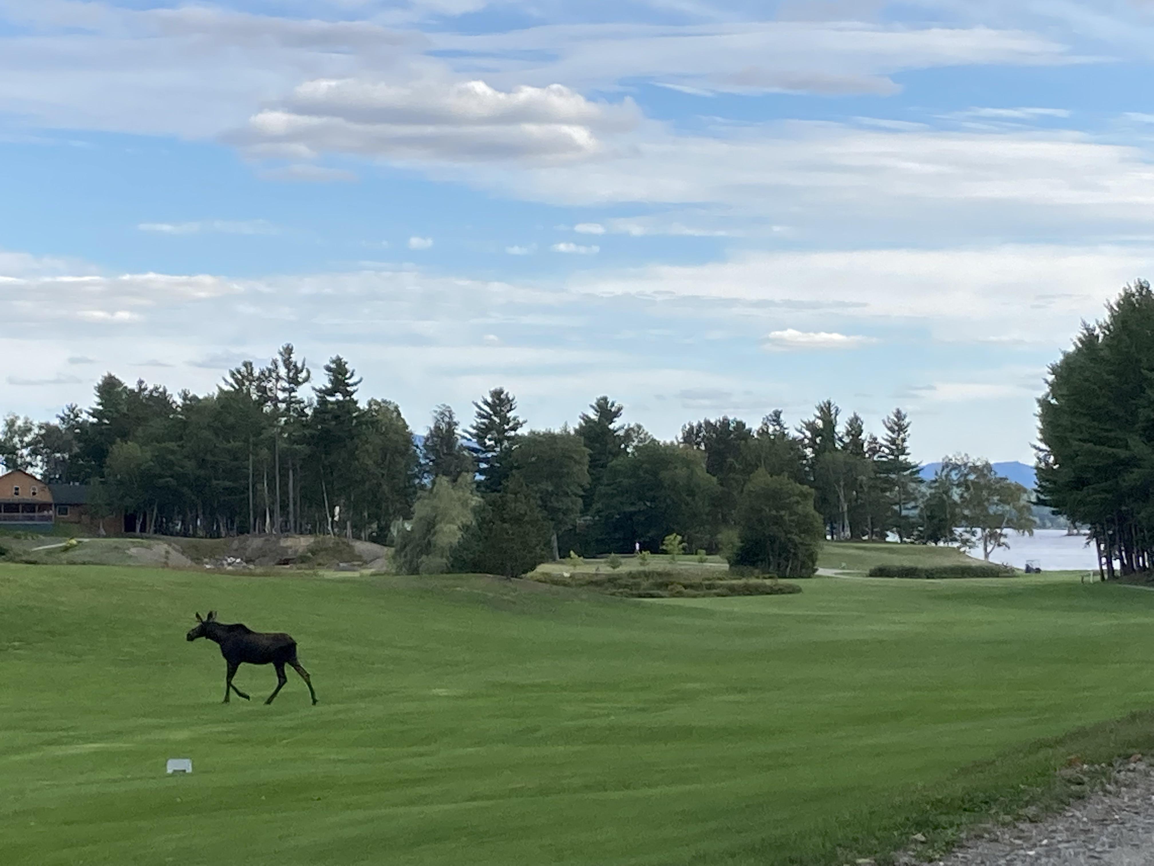 Young moose wandering out on Mt. Kineo golf course this afternoon r/Maine
