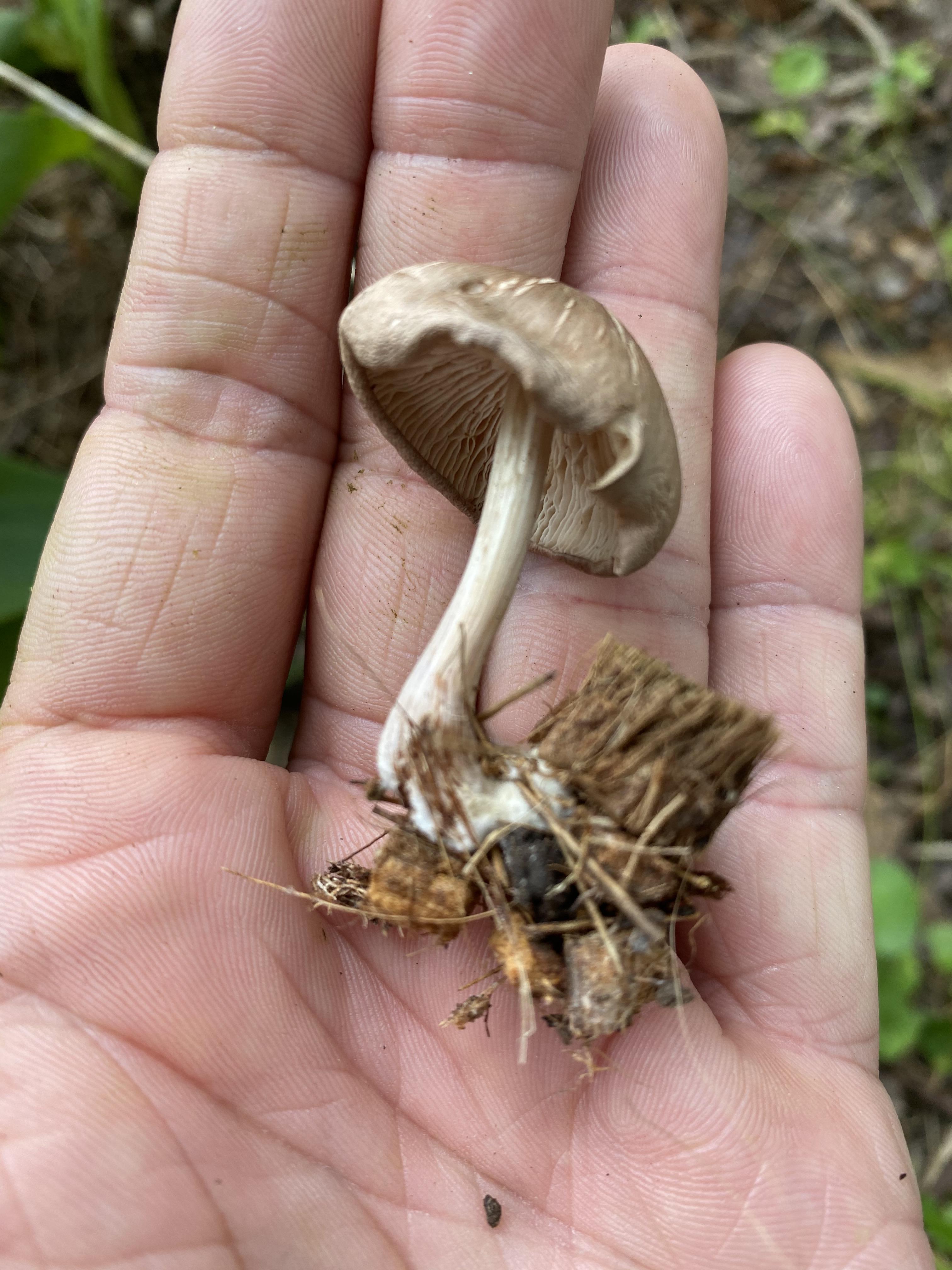 My tortoises ate these mushrooms. ID? r/mushroomID