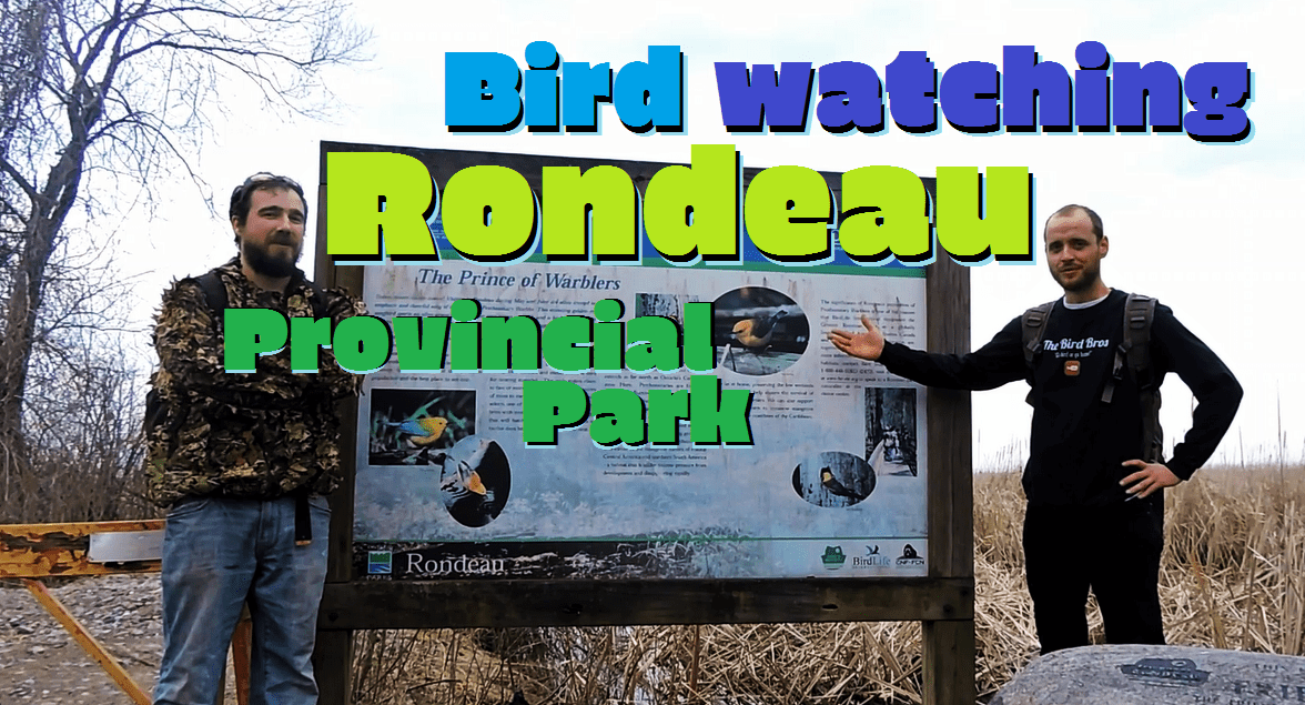Bird watching Ontario's Rondeau Provincial Park r/ontario