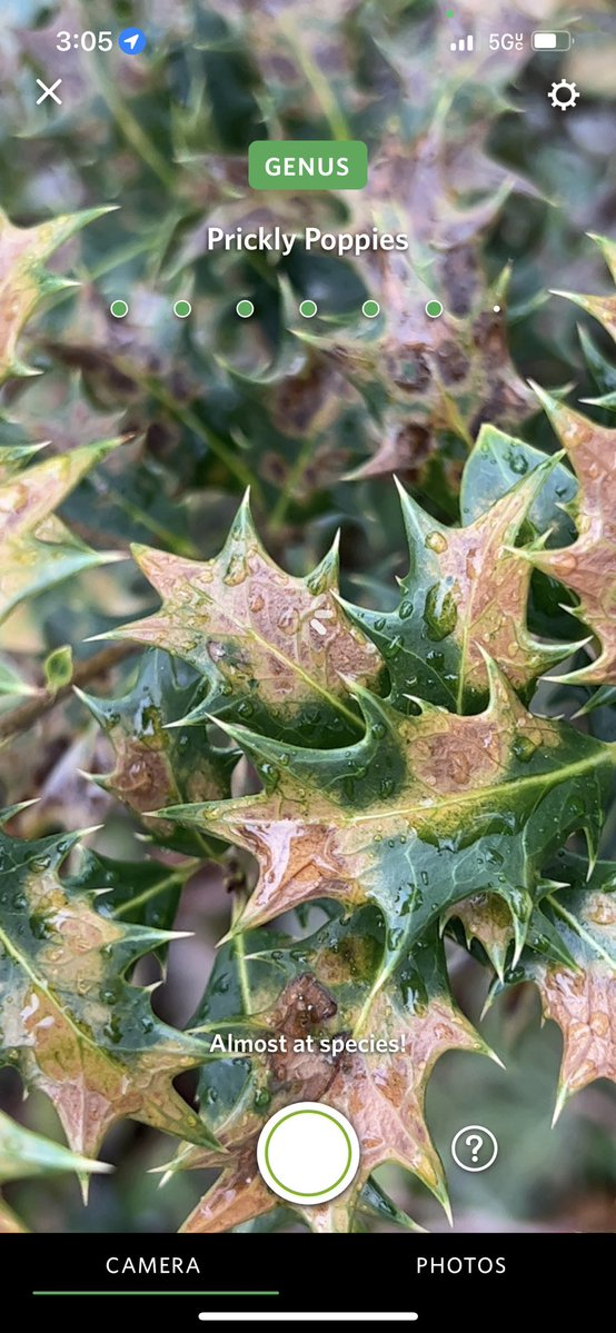 Is this ID accurate? Anybody know the species? Found in NJ r