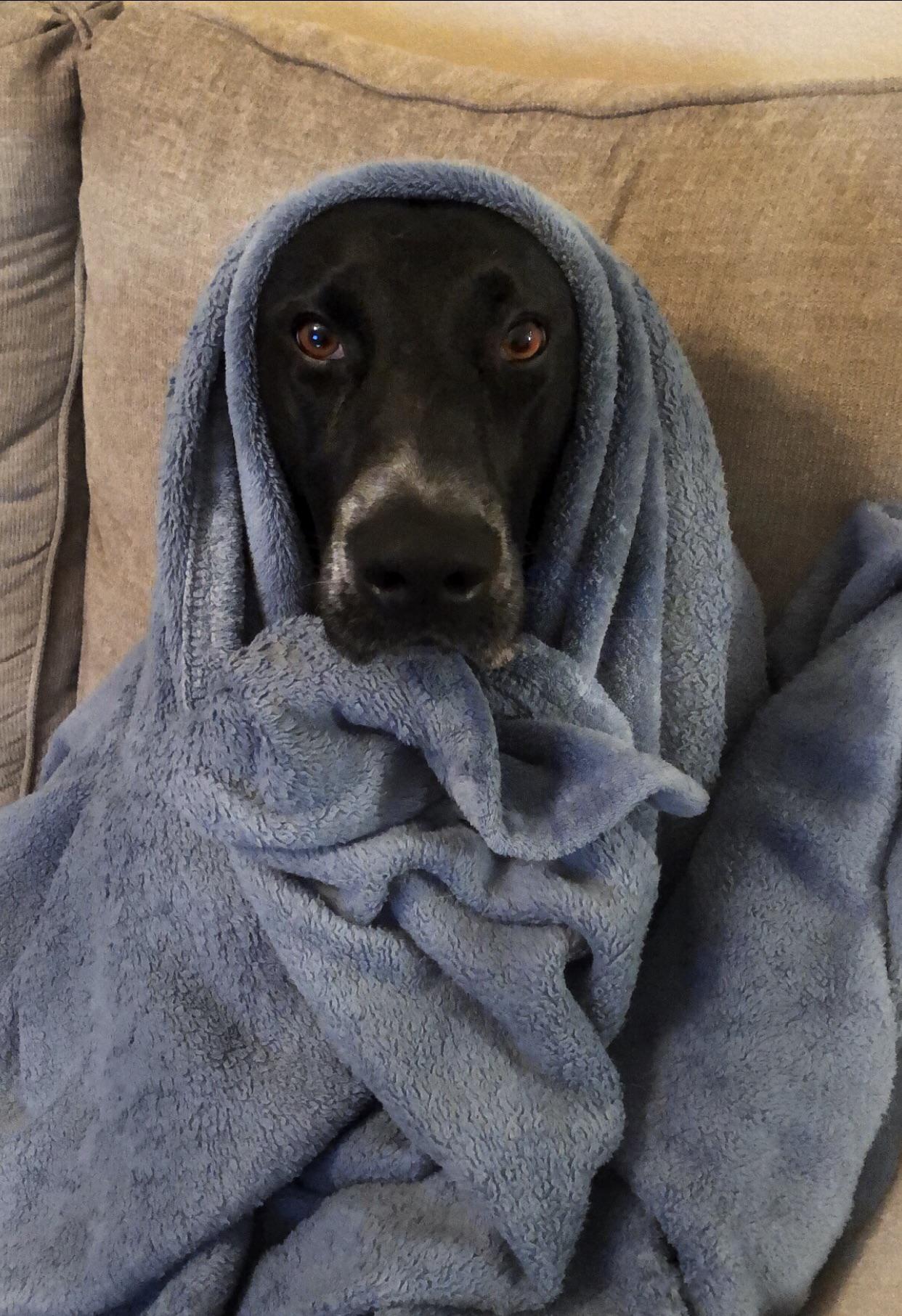 This is Dakota. She’s always cold. TuckedInPuppies