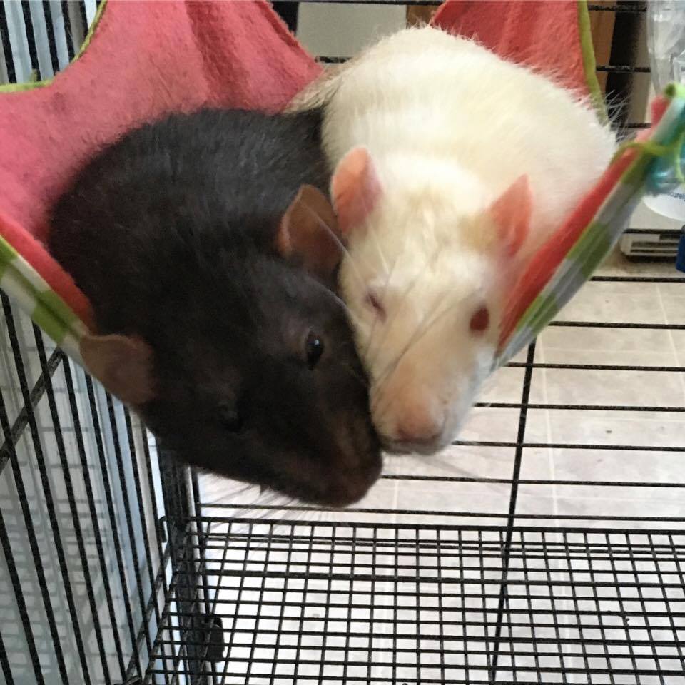 Peeve is so happy to be out of quarantine! r/RATS