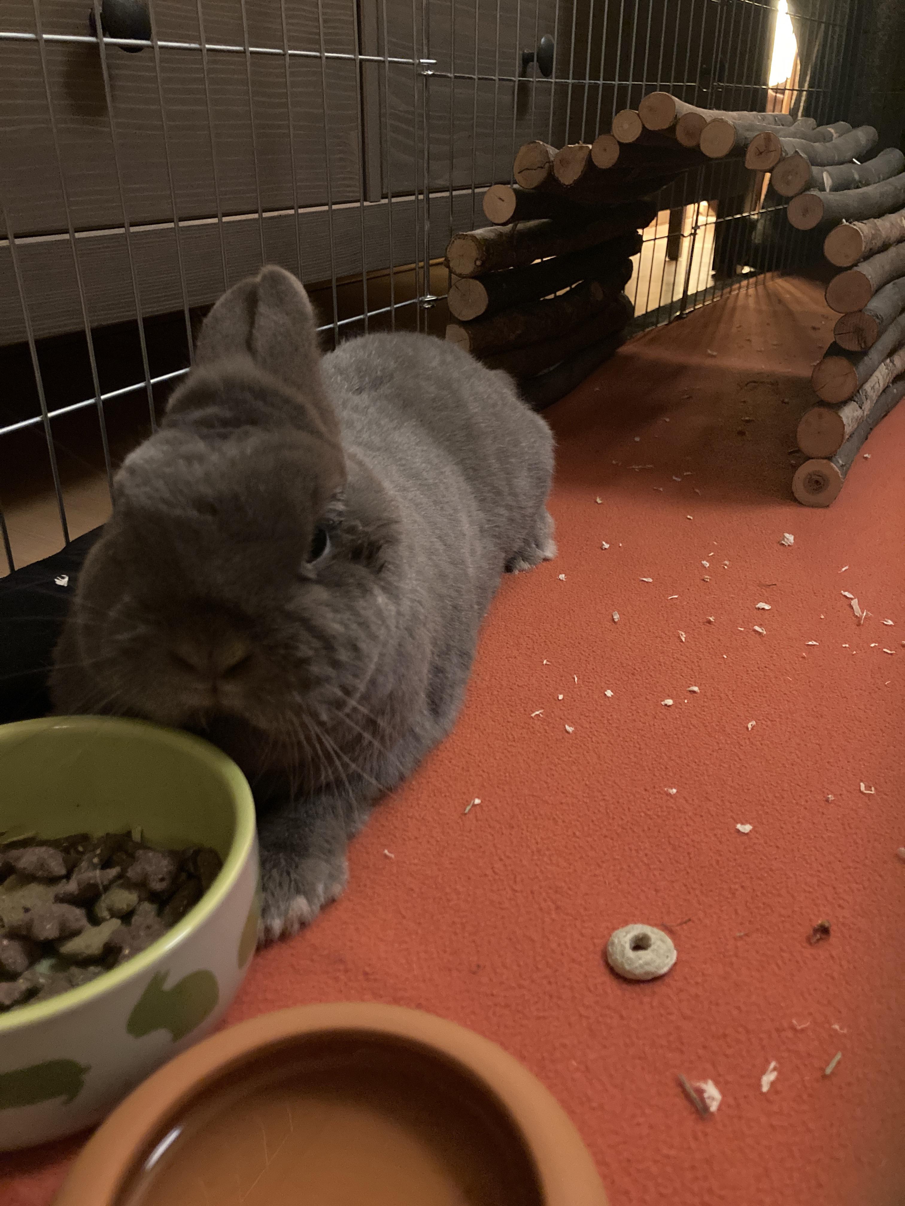 Recovering from surgery to remove a bladder stone r/Rabbits