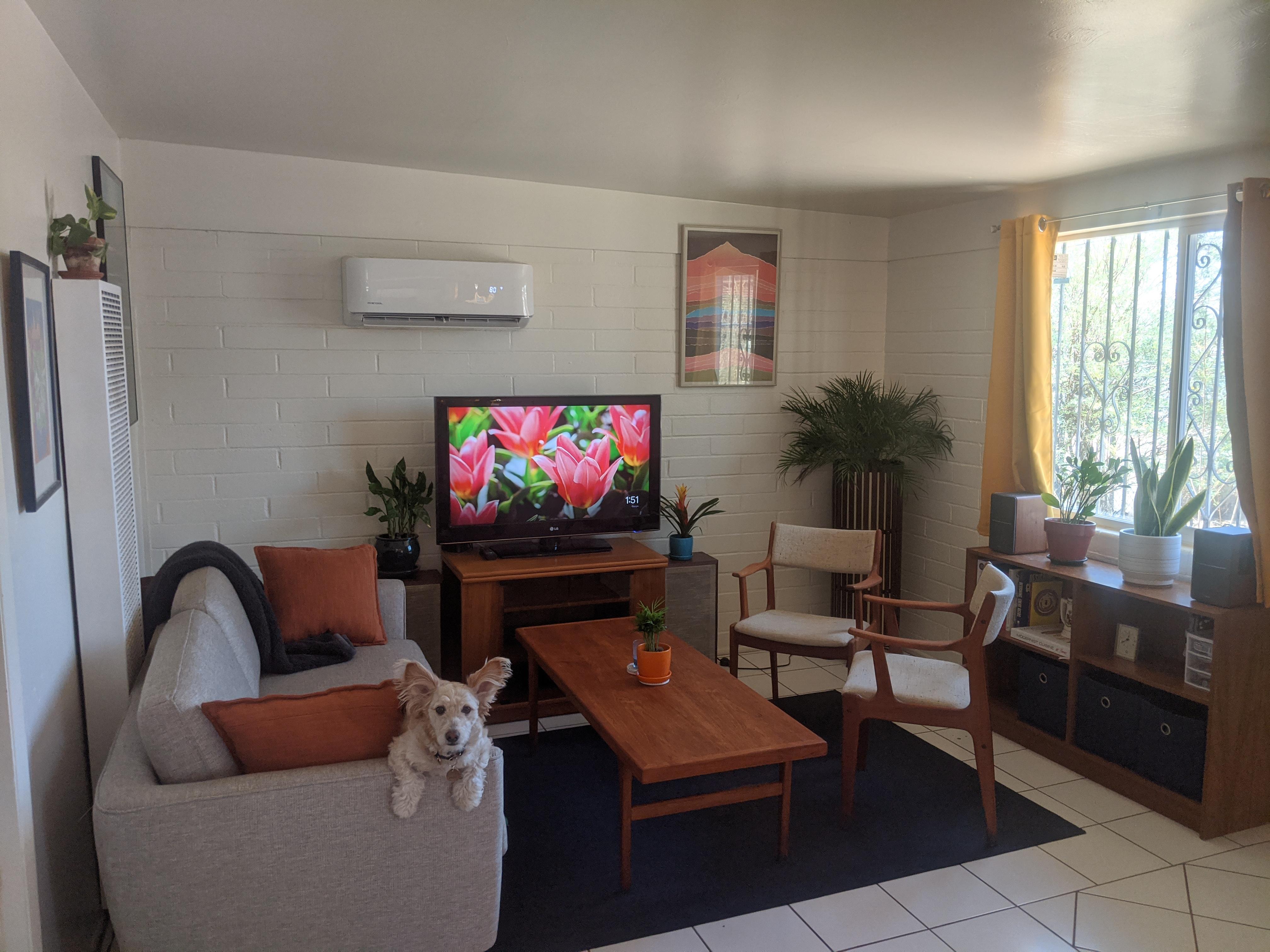 My Dogs new living room setup r/malelivingspace