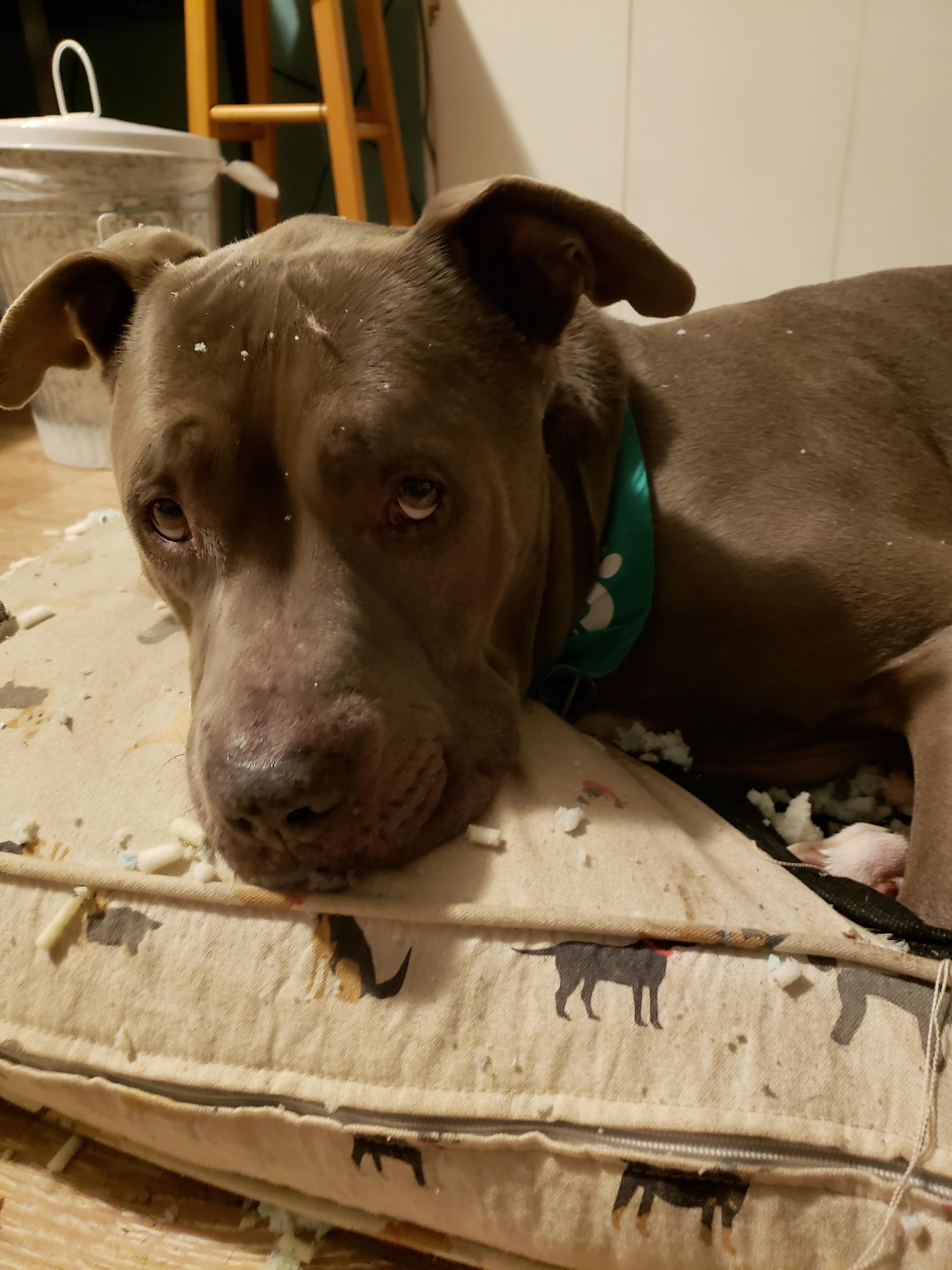 My dogs face after destroying his bed r/aww