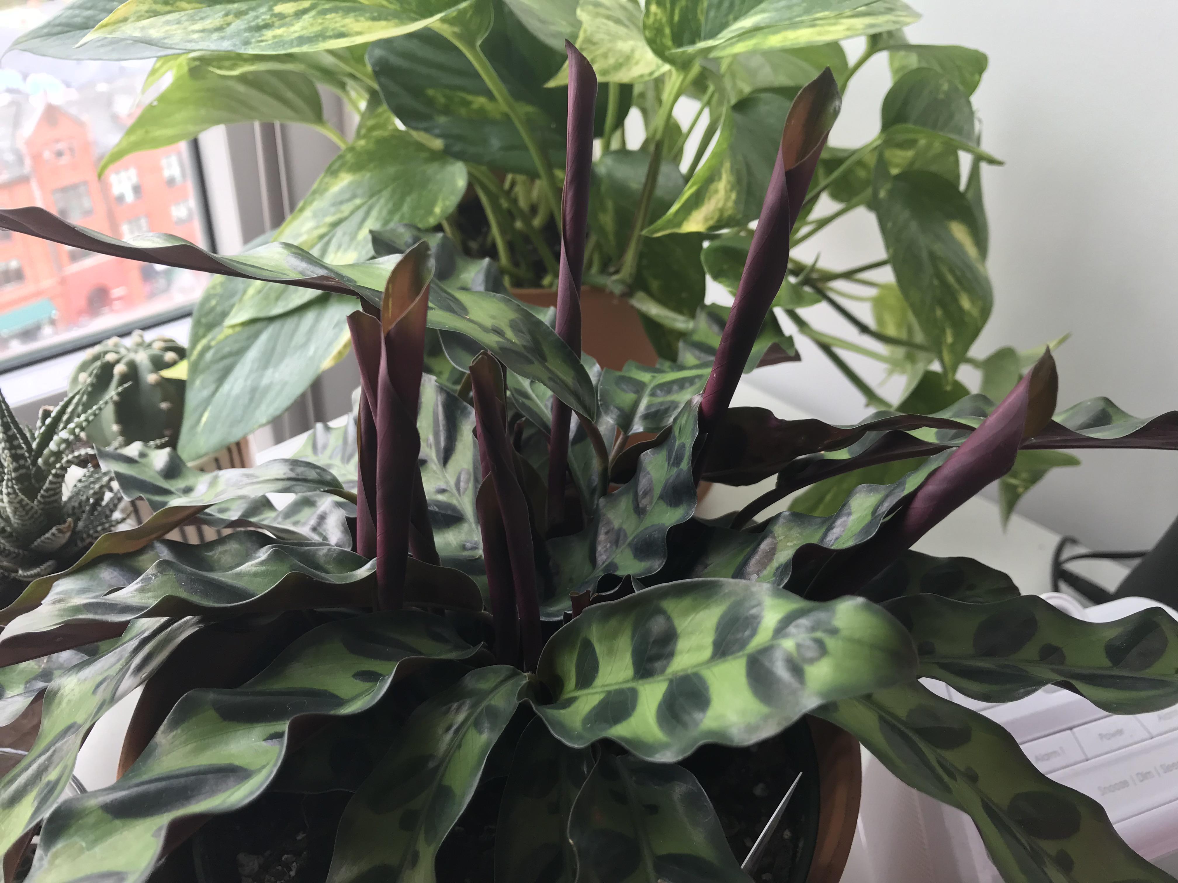 Rattlesnake plant (calathea lancifolia) has a bunch of new leaves! 🐍🐍