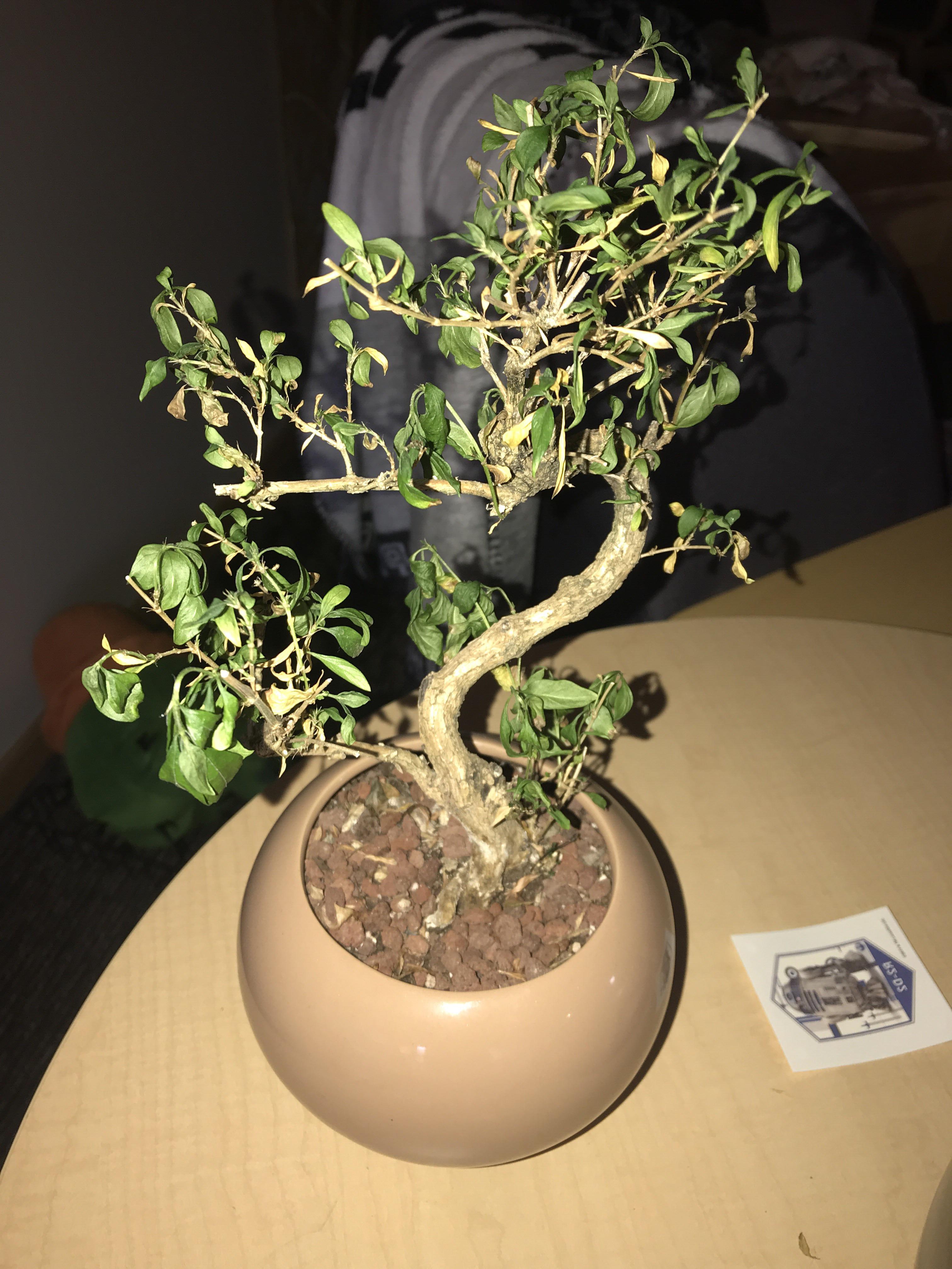 please help me save my ficus bonsai!! It was doing great these past few