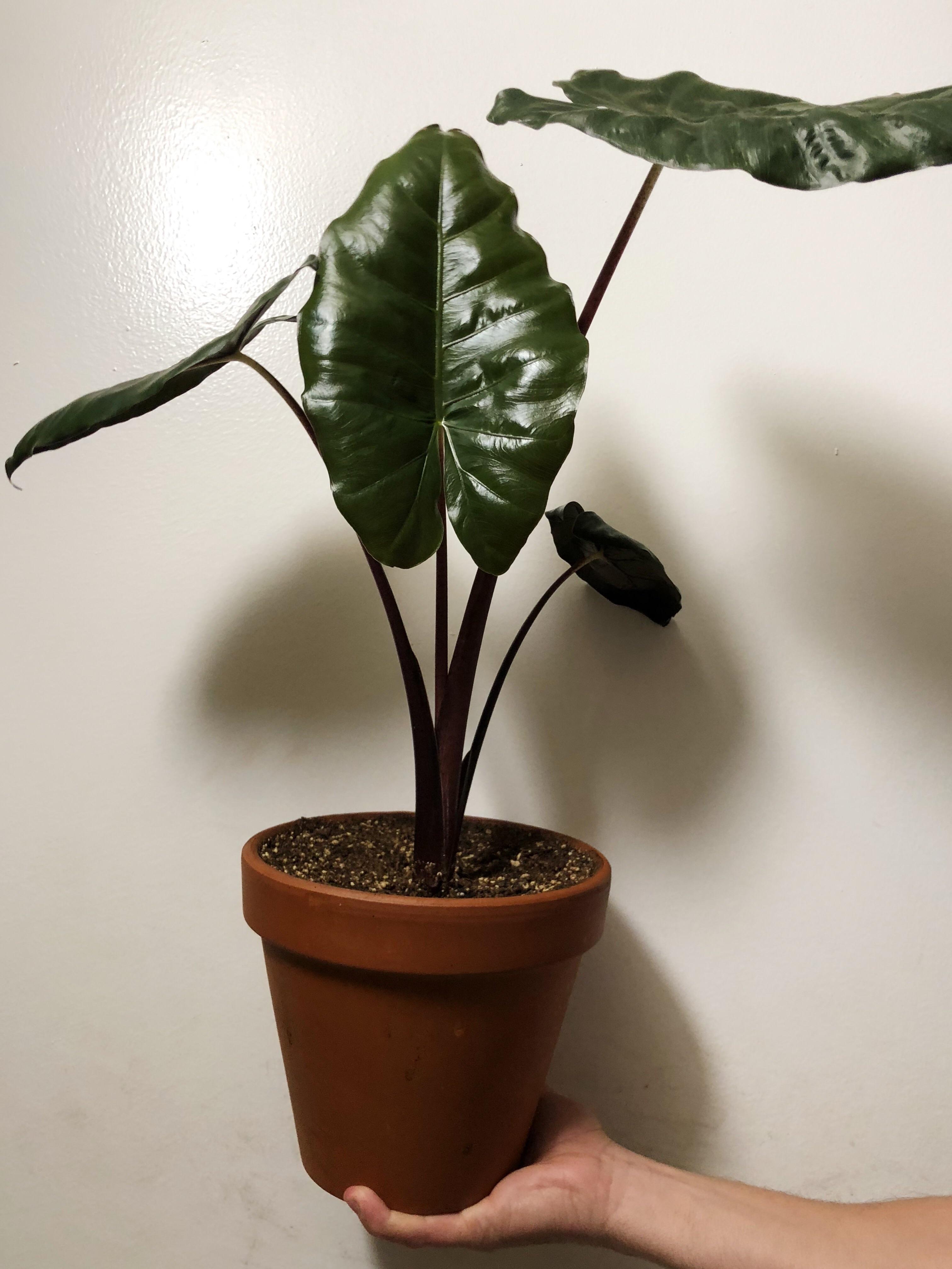 My newest pride and joy! r/houseplants