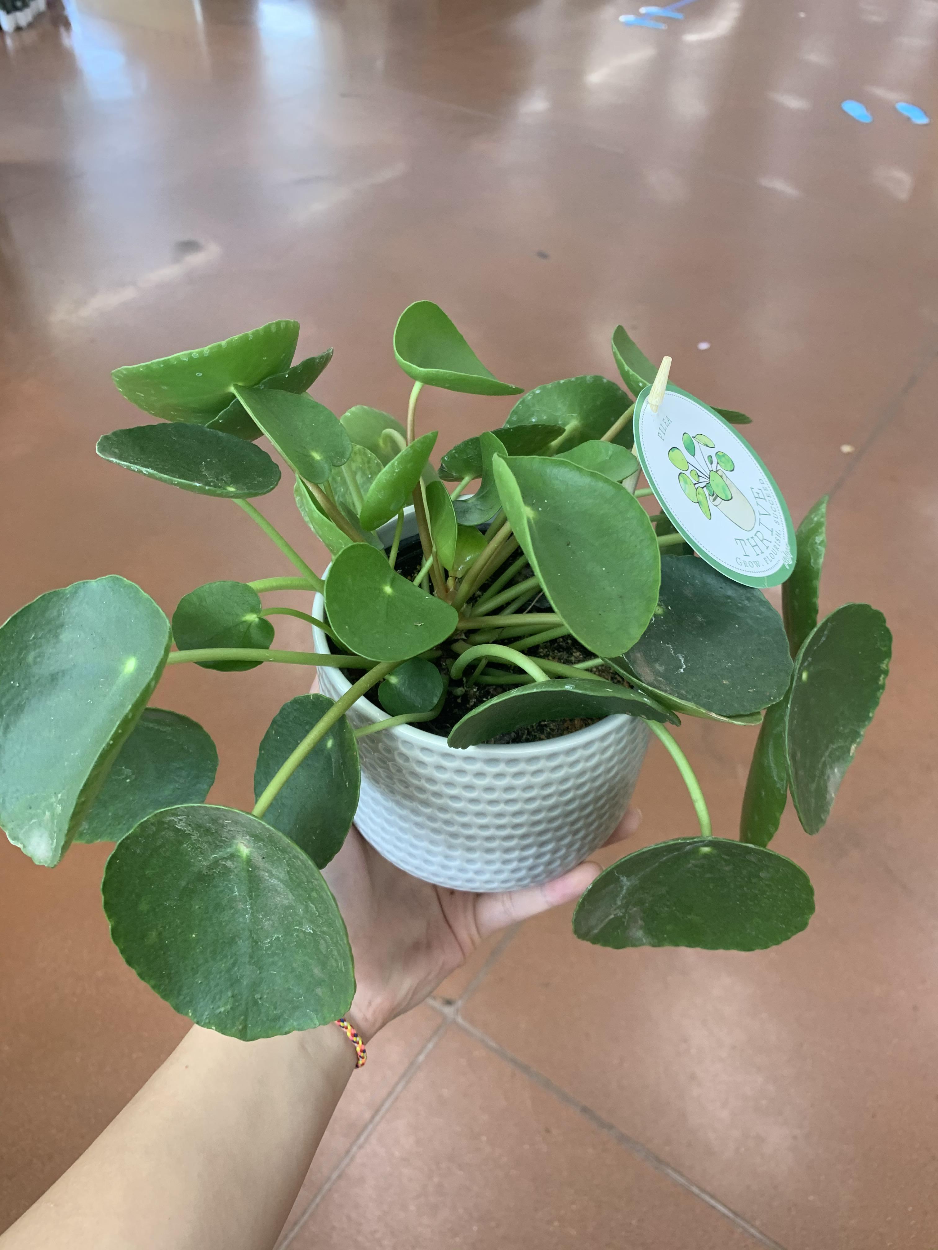 Huge chinese money plants at TJ for only 6! These babies