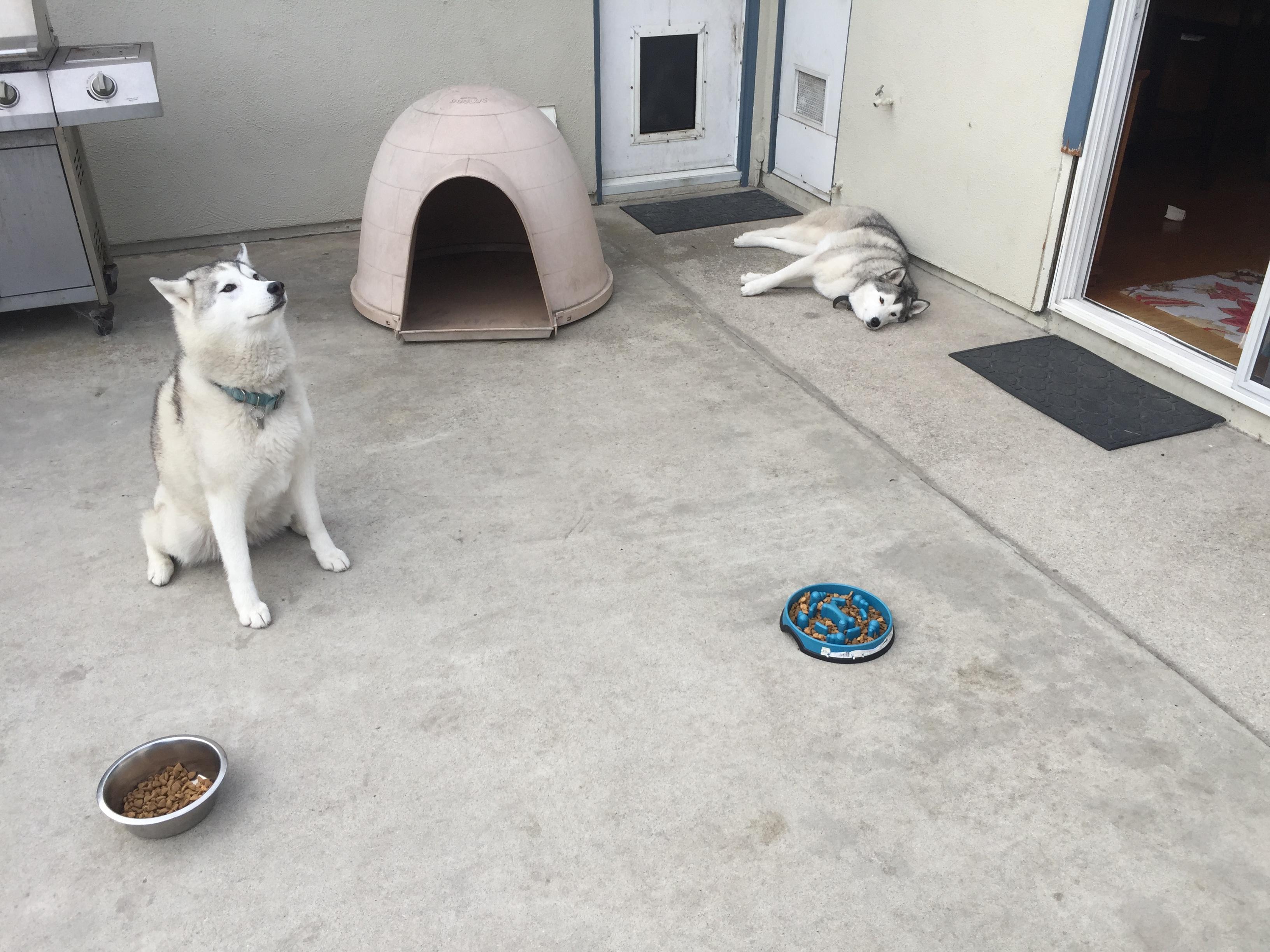 One dog wont eat unless the other starts first. Guess who is in charge