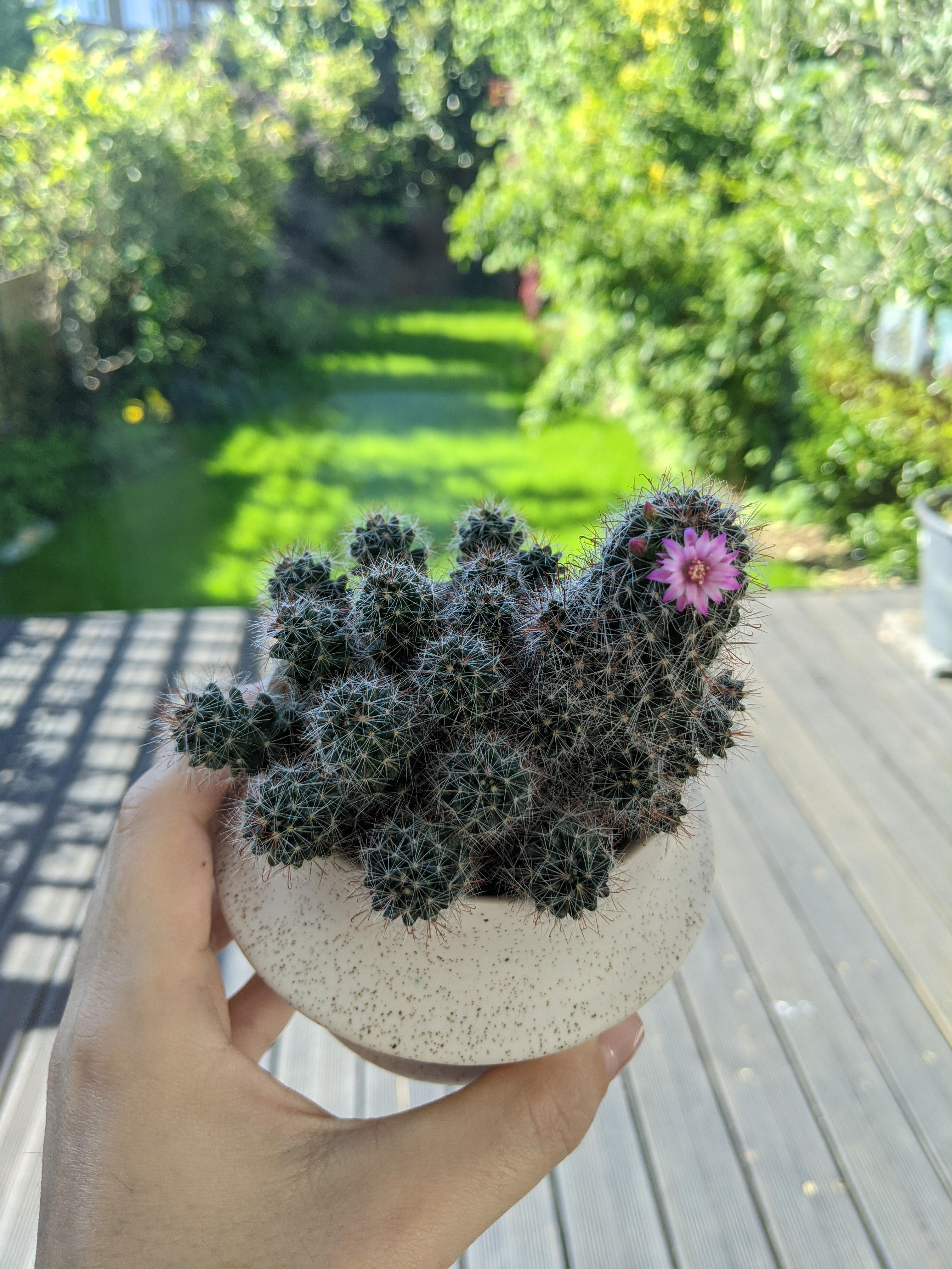 My five year old Ikea cactus just bloomed for the first time and I feel like a proud mama 😍 r