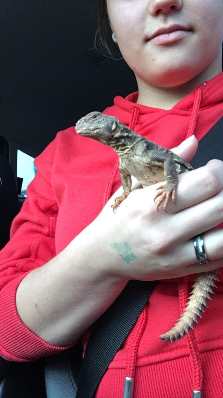 This is my new 8 mo old Uro, Lemon! (It’s my first one) I have her on