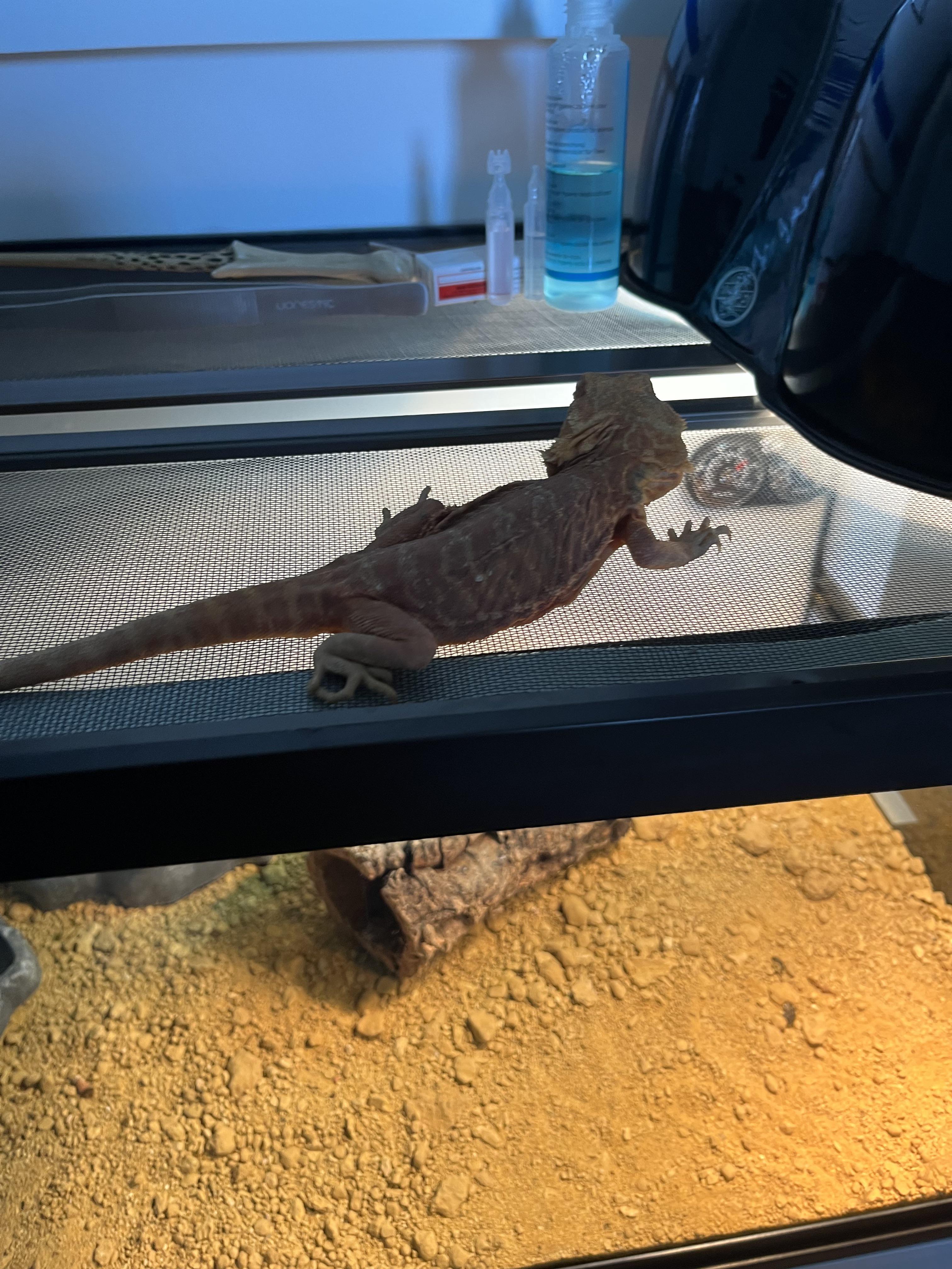 Is my bearded dragon starving? r/BeardedDragons