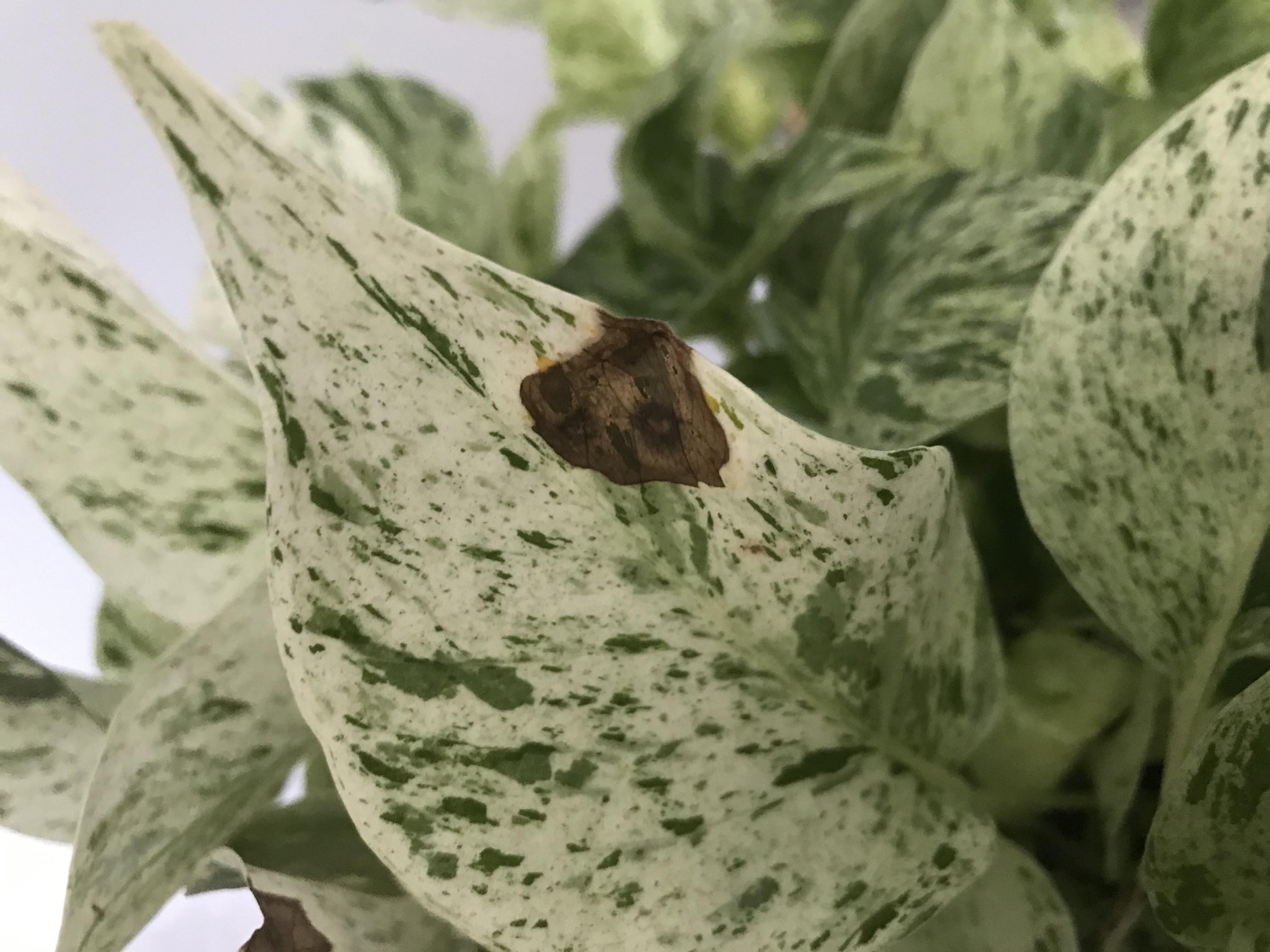 Help! Why are these brown spots on a few of my Marble Queen’s leaves? It’s in a low light area