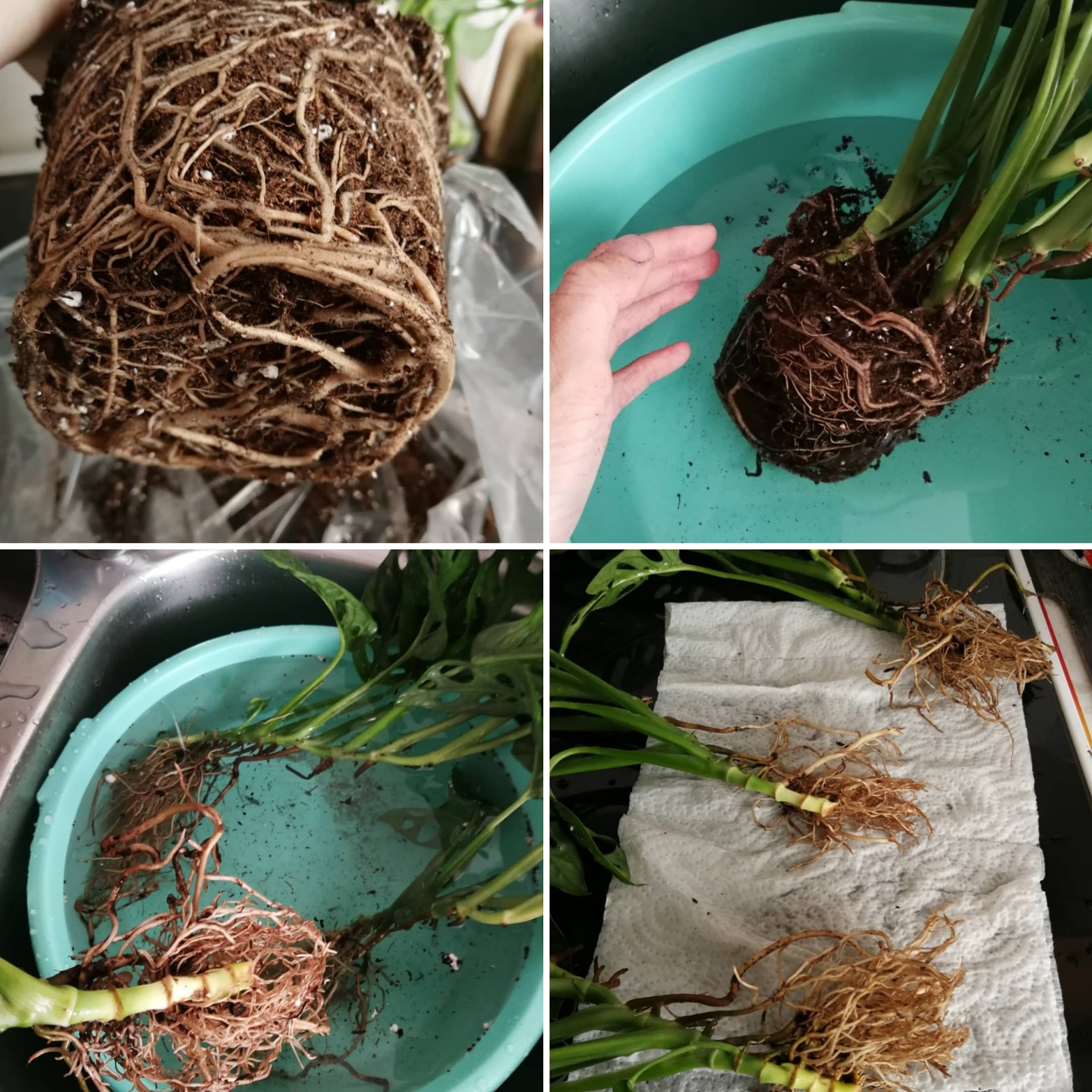 Monstera roots washing 💚 r/rootedporn